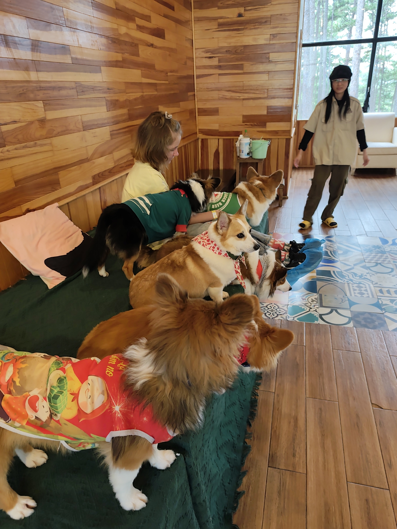 In an indoor environment with wood-paneled walls and a wooden floor, a young girl with light brown hair is seated on a green blanket next to several corgis. The girl is wearing a yellow shirt and is interacting with one of the dogs. The corgis are of various colors, and some are wearing festive bandanas or shirts. In the background, a woman wearing a tan uniform, dark pants, and a black cap is standing near a large window with a view of trees. A white sofa is visible behind the woman. The scene appears to be a communal space, possibly a dog cafe or lounge, given the presence of multiple dogs and a relaxed atmosphere.