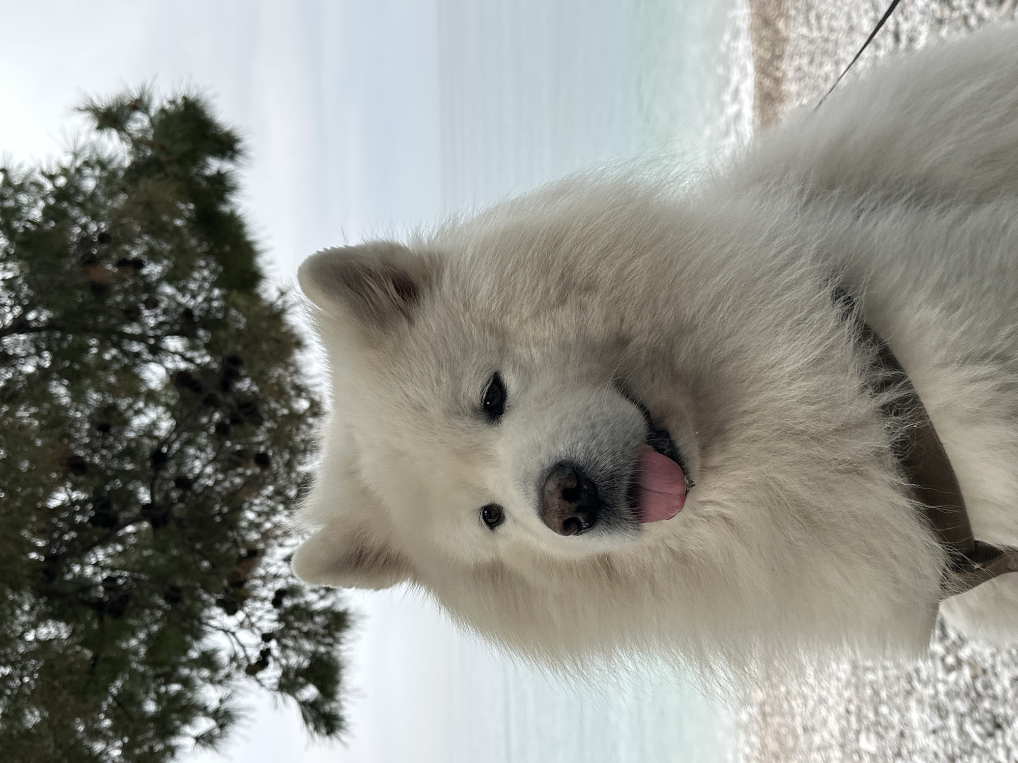 A medium shot photograph depicts a white Samoyed dog with its tongue slightly out, positioned in front of a coniferous tree. The dog appears to be wearing a collar or harness. The background shows a beach with light-colored sand or pebbles meeting a body of water, possibly the Adriatic Sea, under an overcast sky. The location is identifiable as a beach in Bar, Montenegro, due to the typical Mediterranean coastal landscape and vegetation.