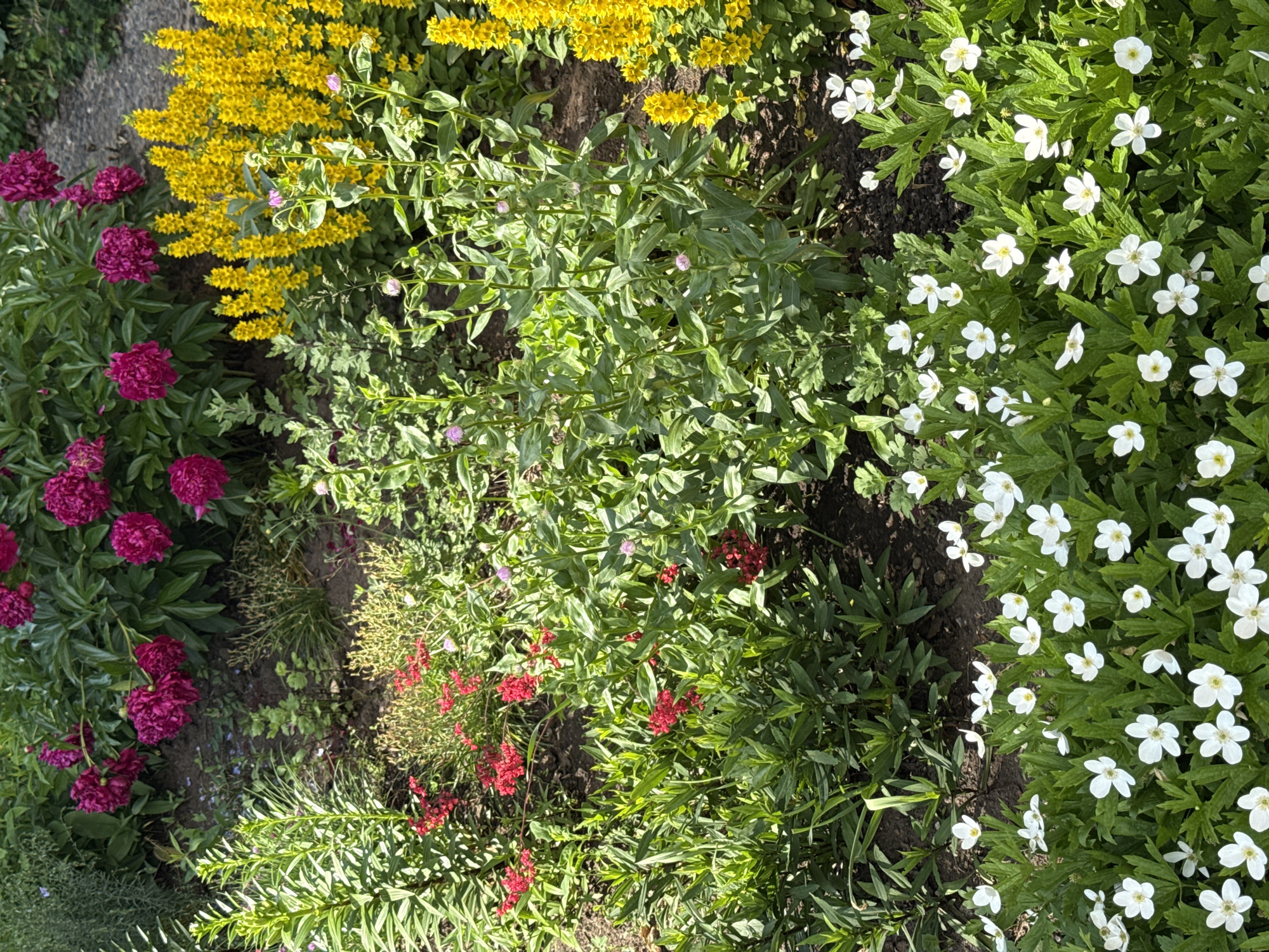 This is a close-up, eye-level shot of a vibrant garden bed featuring a variety of flowers in bloom. In the foreground, a dense carpet of white, star-shaped flowers with yellow centers covers the ground. Behind them, various green plants with lush foliage are visible, some with small pink buds. Interspersed among the greenery are clusters of small, bright red flowers. Further back, taller plants with spikes of bright yellow flowers rise up, contrasting with the deep pink or magenta peonies in the upper portion of the frame. The ground appears to be dark soil. The scene suggests a well-maintained garden, likely in a residential area or park. The mention of "Прикамский, Russia" indicates the geographical location, suggesting a temperate climate suitable for these types of flowers. There are no people or animals visible in the image.