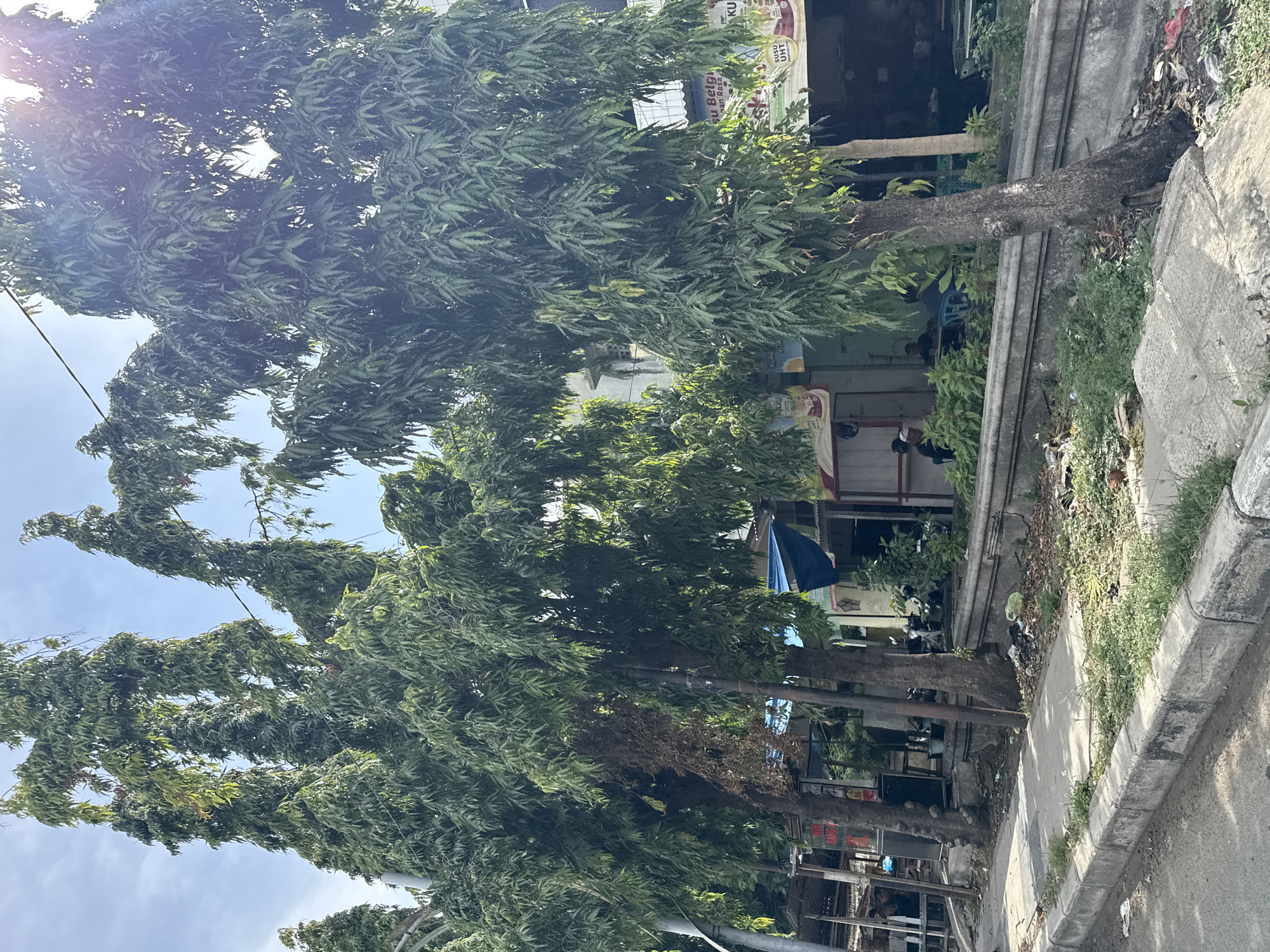 This image depicts a street scene in Lhokseumawe, Indonesia, characterized by tall, slender trees with dense green foliage lining a sidewalk and roadway. The trees, appearing to be ornamental, create a canopy over a row of small shops or food stalls situated behind a low concrete barrier. In the background, signs with text are visible, suggesting commercial activity. Several people are seated at tables in front of the establishments, engaged in what appears to be dining or socializing. Motorcycles are parked nearby. The ground along the sidewalk and in front of the shops shows evidence of debris and some overgrown vegetation. The sky is bright and appears partly cloudy. The overall impression is a lively urban environment with a focus on local commerce and community gathering.