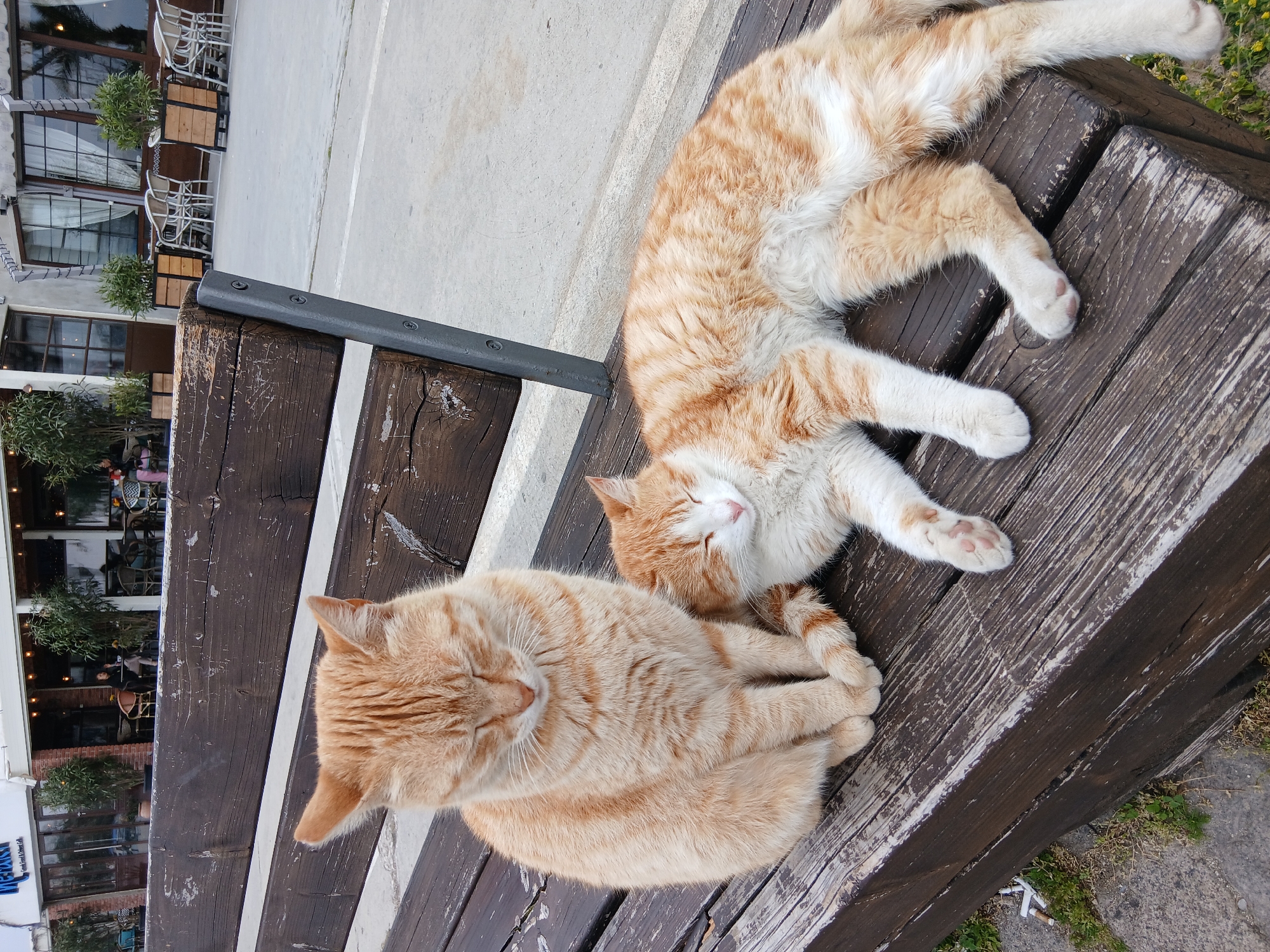 Two orange tabby cats are resting on a wooden bench. One cat is curled up in the lower left of the frame, while the other is sprawled out on its back in the upper right. The bench is made of dark brown wood with light-colored accents. In the background, through the slats of the bench, a building is visible with an awning and outdoor seating. The scene is likely set outdoors in the city of Varna, Bulgaria.