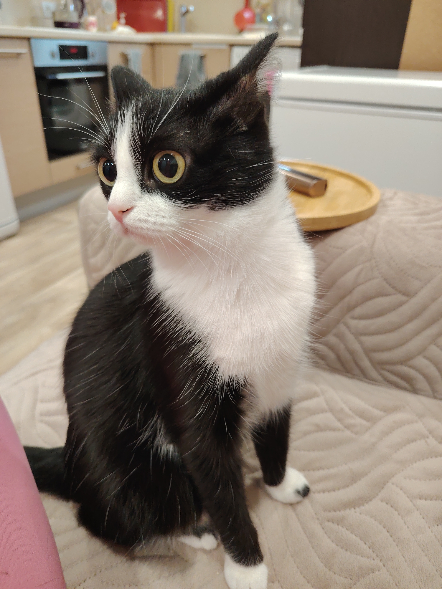 A black and white cat is sitting on a beige, quilted surface. The cat has white paws and a white chest, with black fur covering the rest of its body. The cat's eyes are yellow. In the background, a kitchen is visible with light wooden cabinets and an oven. A wooden tray with a small object sits on the surface behind the cat. The location is Unknown, Unknown.