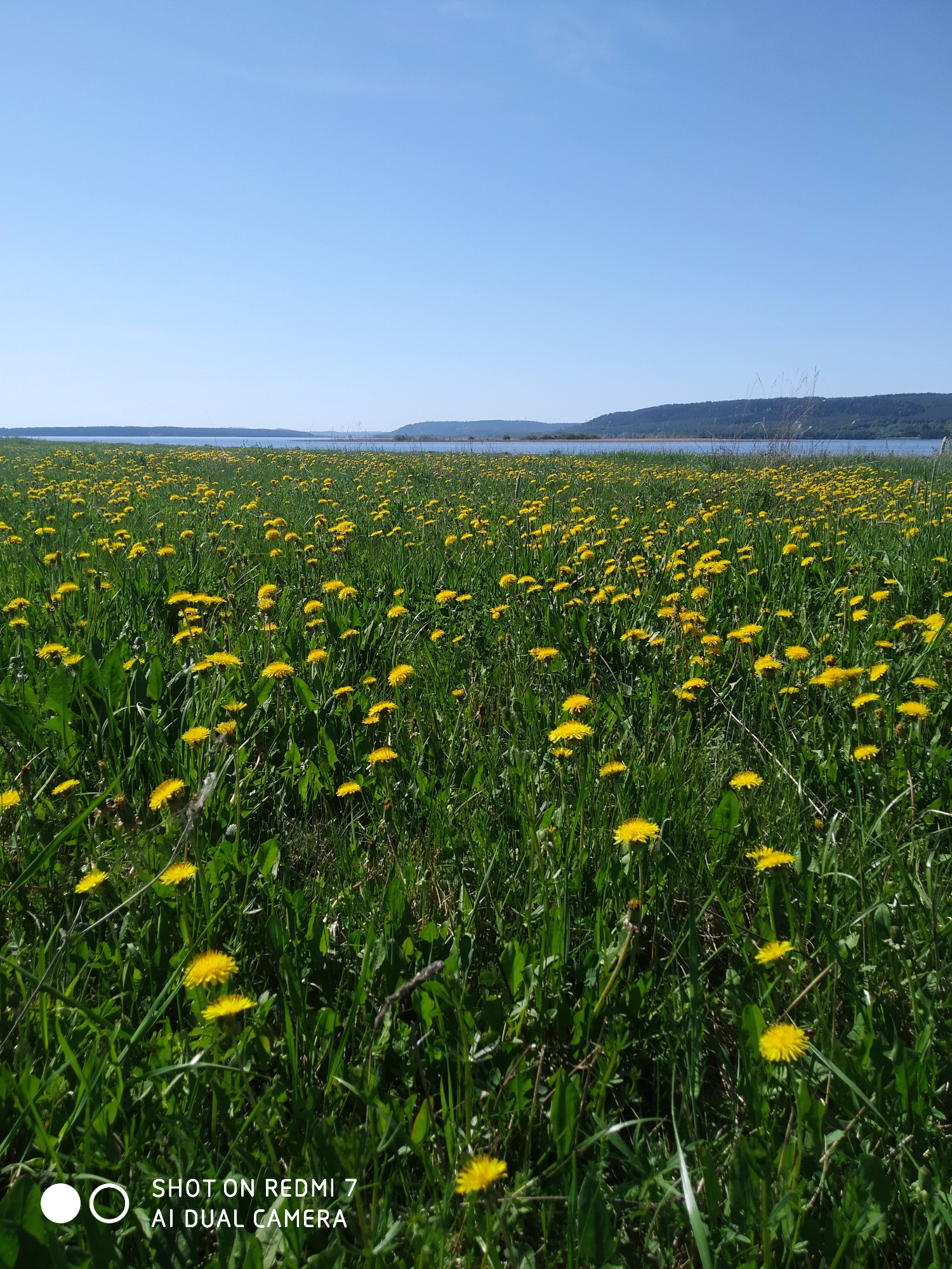 A landscape photograph depicts a field of dandelions in full bloom under a clear, blue sky. In the distance, a body of water extends across the horizon, with low-lying, forested hills lining its edge. The field is predominantly green with the dense presence of yellow dandelions. The foreground vegetation is in sharp focus, gradually blurring towards the distant treeline. The location could be near a body of water in Okhansk, Russia, a town known for its surrounding natural landscapes. There are no visible people, specific objects beyond the vegetation, or indications of any specific actions or interactions.