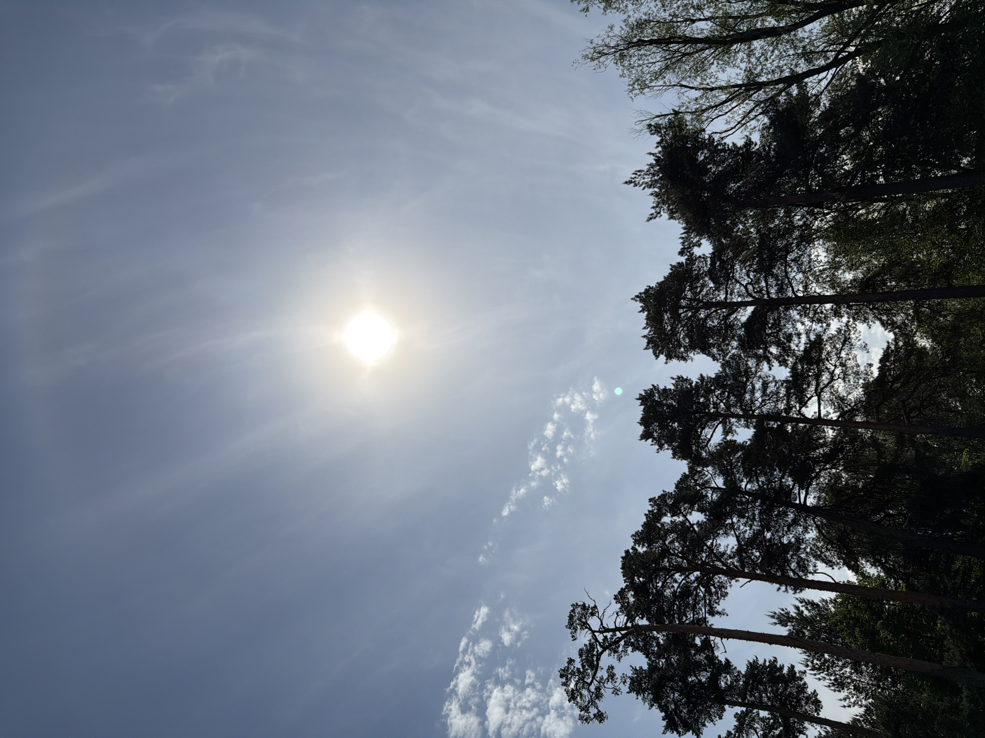 The image shows a view looking up through trees towards a bright sun in a blue sky with scattered clouds. The location is potentially a forested area in Moscow, Russia. The trees are dark silhouettes against the sky. There is no evidence of any people or interaction.
