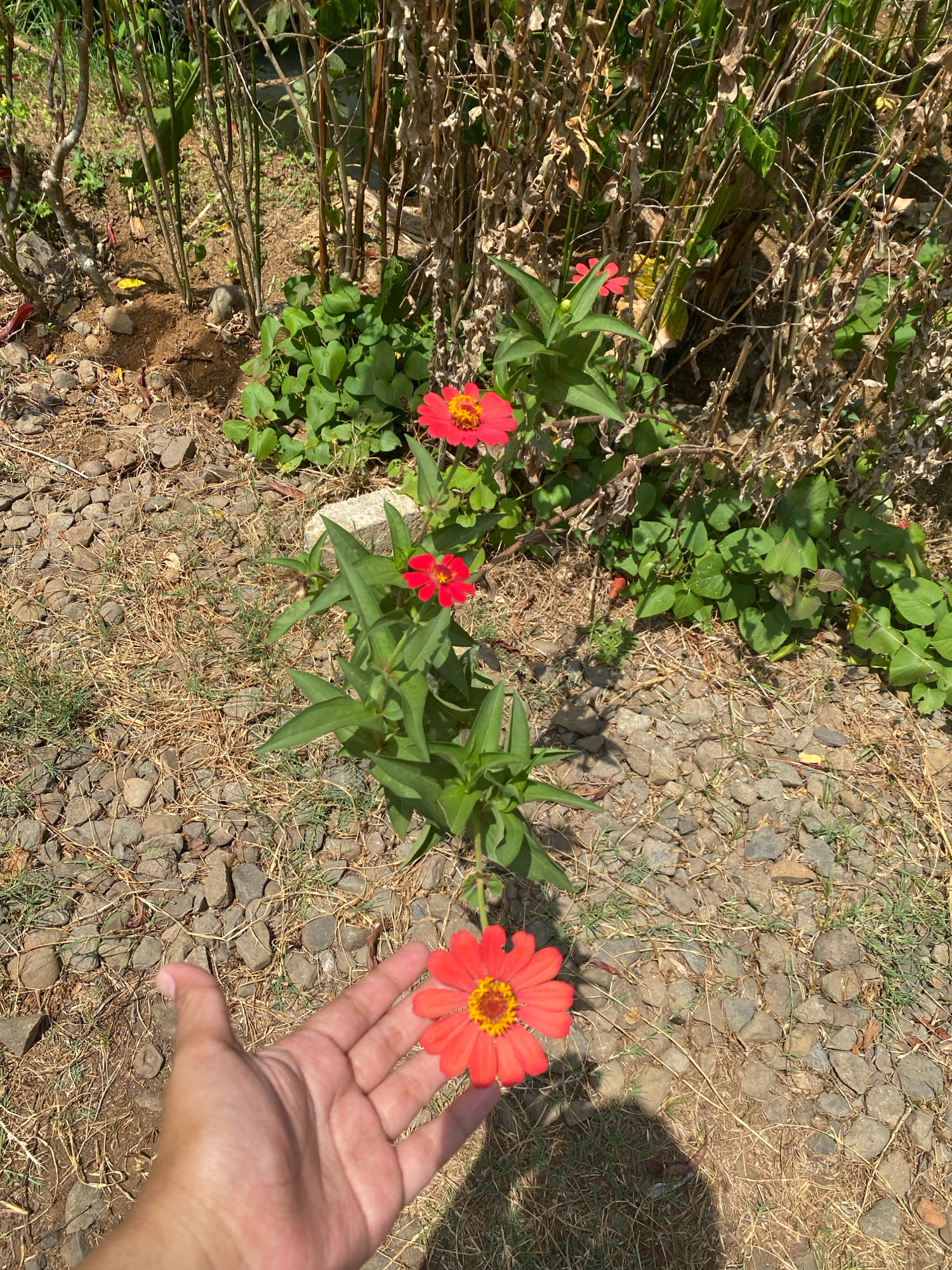 In the foreground of the image, a person's left hand, palm facing upward, is partially visible. The hand is positioned to the lower left of the frame. In front of the hand and slightly to the right, a single, bright orange-red zinnia flower is in focus. The flower has a yellow center and its petals are fully open. Behind this flower and further into the background, a cluster of three more zinnia flowers are visible on green stems, with one of them in sharp focus. The ground is covered with small, grey stones and dry, straw-like grass. Behind the flowers, the scene transitions to a dense growth of dry, brown stalks and some green foliage. The image appears to be taken outdoors in daylight, likely in a garden or natural setting within Gumelar Kidul, Indonesia, given the presence of these flowering plants and the dry, rocky ground. The lighting suggests it is a sunny day, casting shadows on the ground.