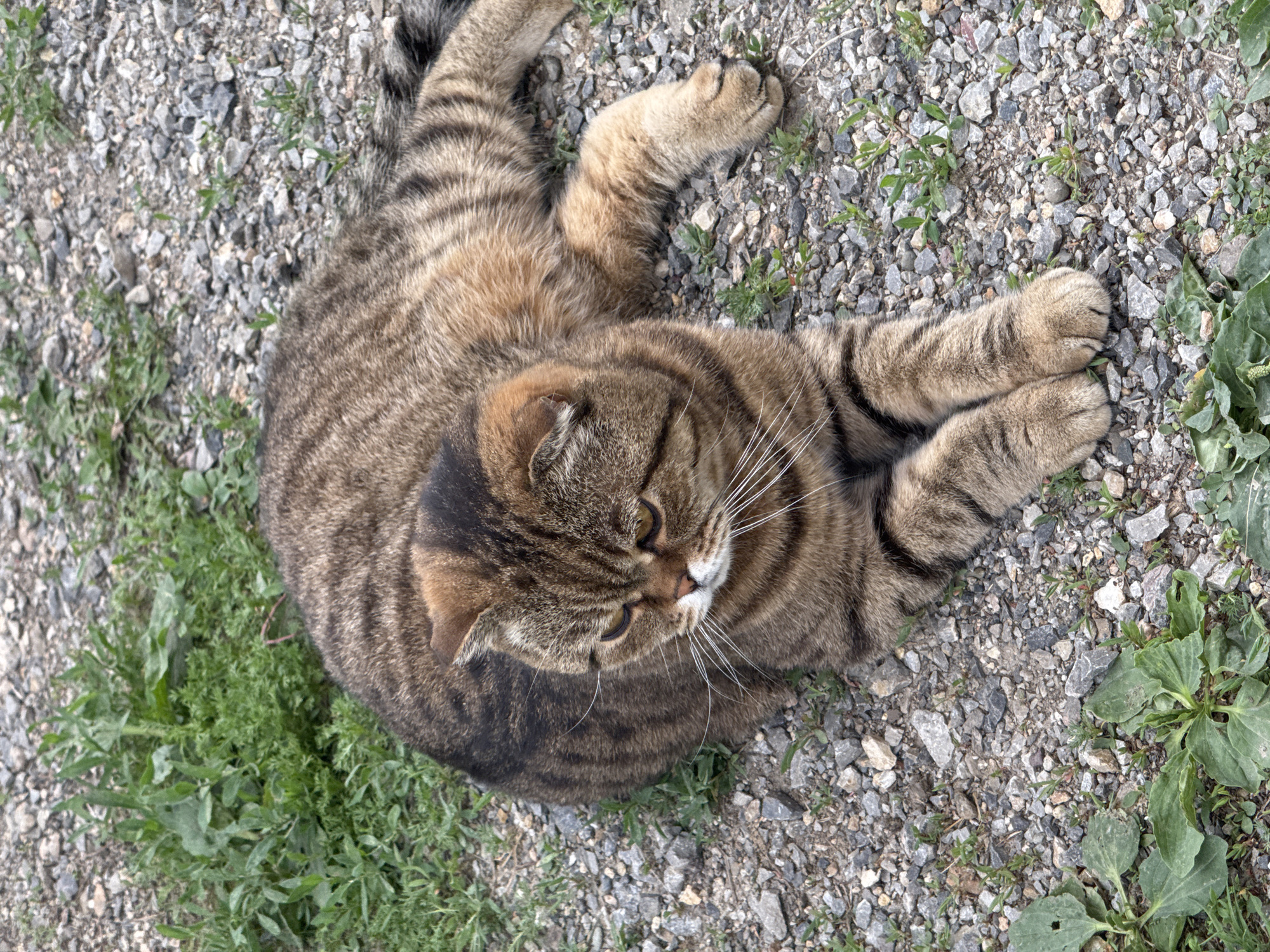 A tabby cat with brown and black stripes is lying on a gravel surface with patches of green grass. The cat is facing to the left and looking downwards. The background consists of more gravel and grass. The scene appears to be outdoors in a natural environment, possibly a rural area or the outskirts of a settlement. The location is specified as Soloneshnoye, Russia.