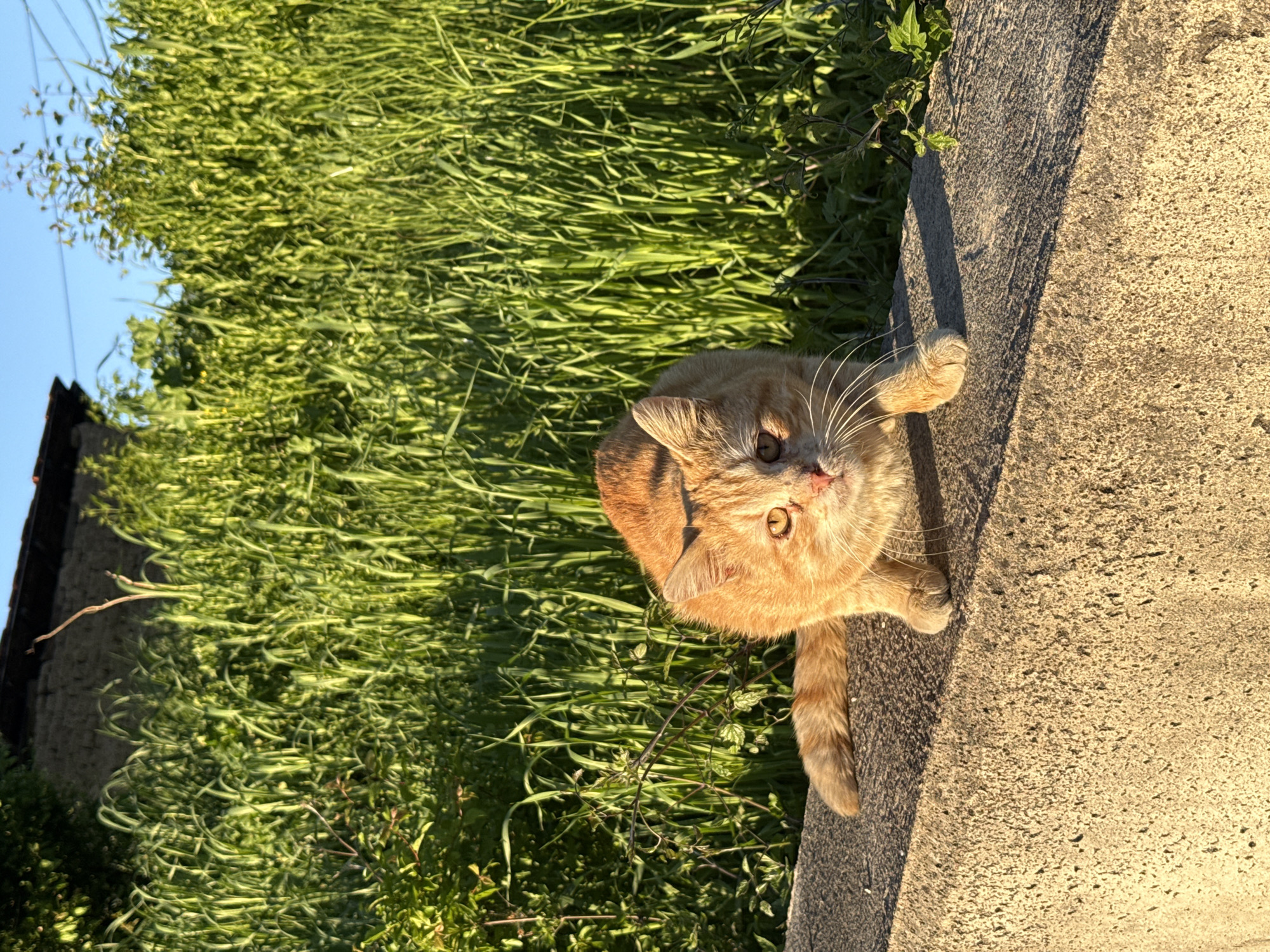 An eye-level, outdoor shot depicts an orange cat sitting on a concrete curb. The cat is facing the viewer and appears to be looking up. To the left of the cat, the curb abuts a patch of overgrown grass. In the background, there is a building that appears to be made of stone. The image appears to be taken during the day with sufficient natural light. The location is Pleven, Bulgaria.