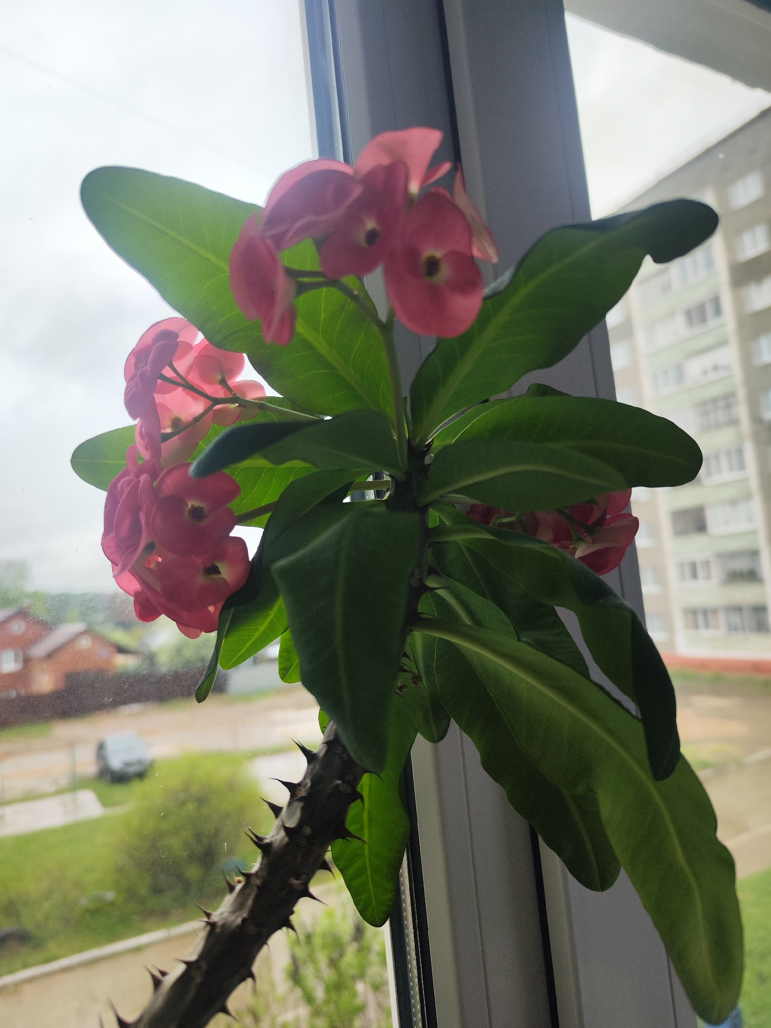 A close-up shot features a Crown of Thorns plant with pink flowers and green leaves, positioned indoors by a window. The plant has a thorny stem. Through the window, a residential area is visible. Buildings can be seen on either side of the plant, appearing to be multi-story apartment buildings. One apartment building has a green exterior. In the lower left corner, part of a house with a red roof is visible. The greenery outside the window suggests it's a residential area of Chaikovsky, Russia.