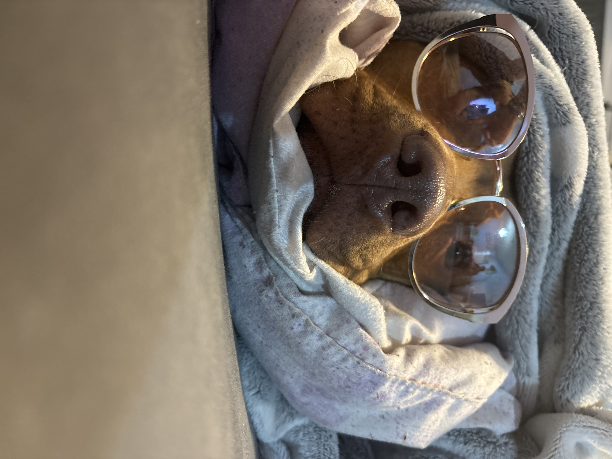 An overhead close-up shot captures a dog, likely a short-haired breed with reddish-brown fur, resting comfortably in what appears to be an indoor or vehicle setting in Sofia, Bulgaria. The dog's snout, with its wet nose and visible whiskers, is prominent in the center of the frame. It is snugly wrapped in a light-colored, possibly white or pale grey, fabric blanket that features several purple or reddish stains or marks. Behind this, another fluffy, grey blanket adds to the sense of comfort.
A pair of stylish sunglasses, with a light-colored frame (possibly rose gold or silver) and brown tinted lenses, is humorously perched on the dog's face, covering where its eyes would typically be. Reflections in the lenses show a light source or an interior environment. To the left, a plain beige or light brown surface, possibly a cushion or part of a seat, borders the scene. The overall impression is one of a relaxed and peaceful moment, possibly humorous due to the dog's attire. The lighting is soft and indirect, suggesting an indoor environment. There is no visible text.