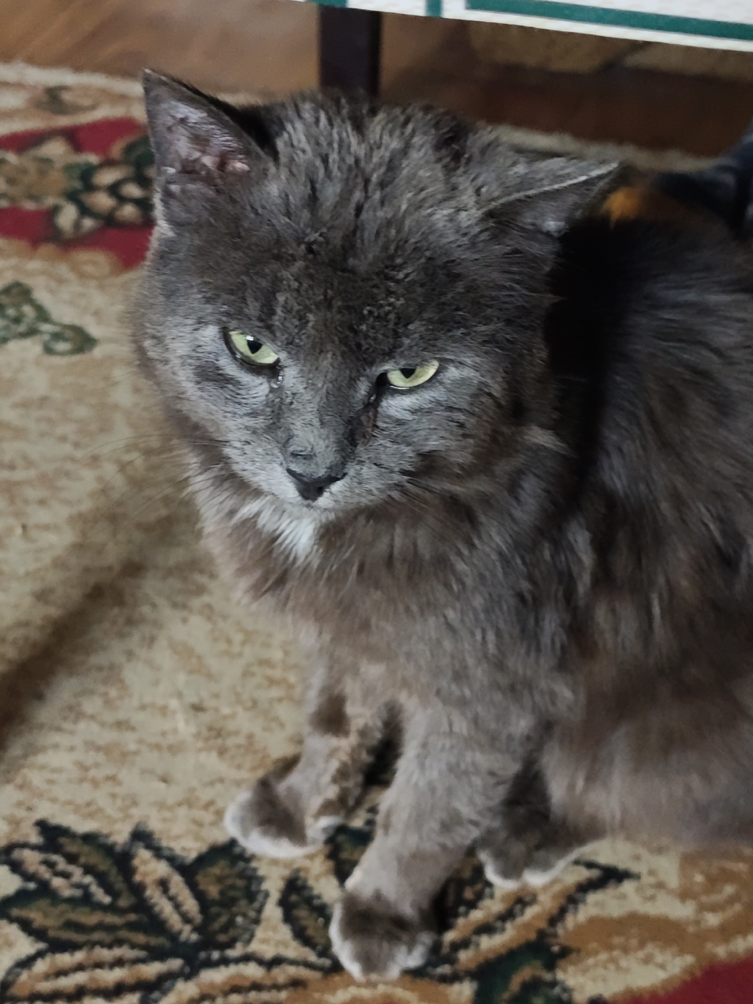 A gray cat with green eyes sits on a patterned carpet. The carpet has a tan background with red, green, and brown floral patterns. The cat has long, gray fur with a patch of white fur on its chest. The cat's paws are visible, and they have white fur on the tips. A table or other furniture is partially visible in the background. The location is not discernible from the image.