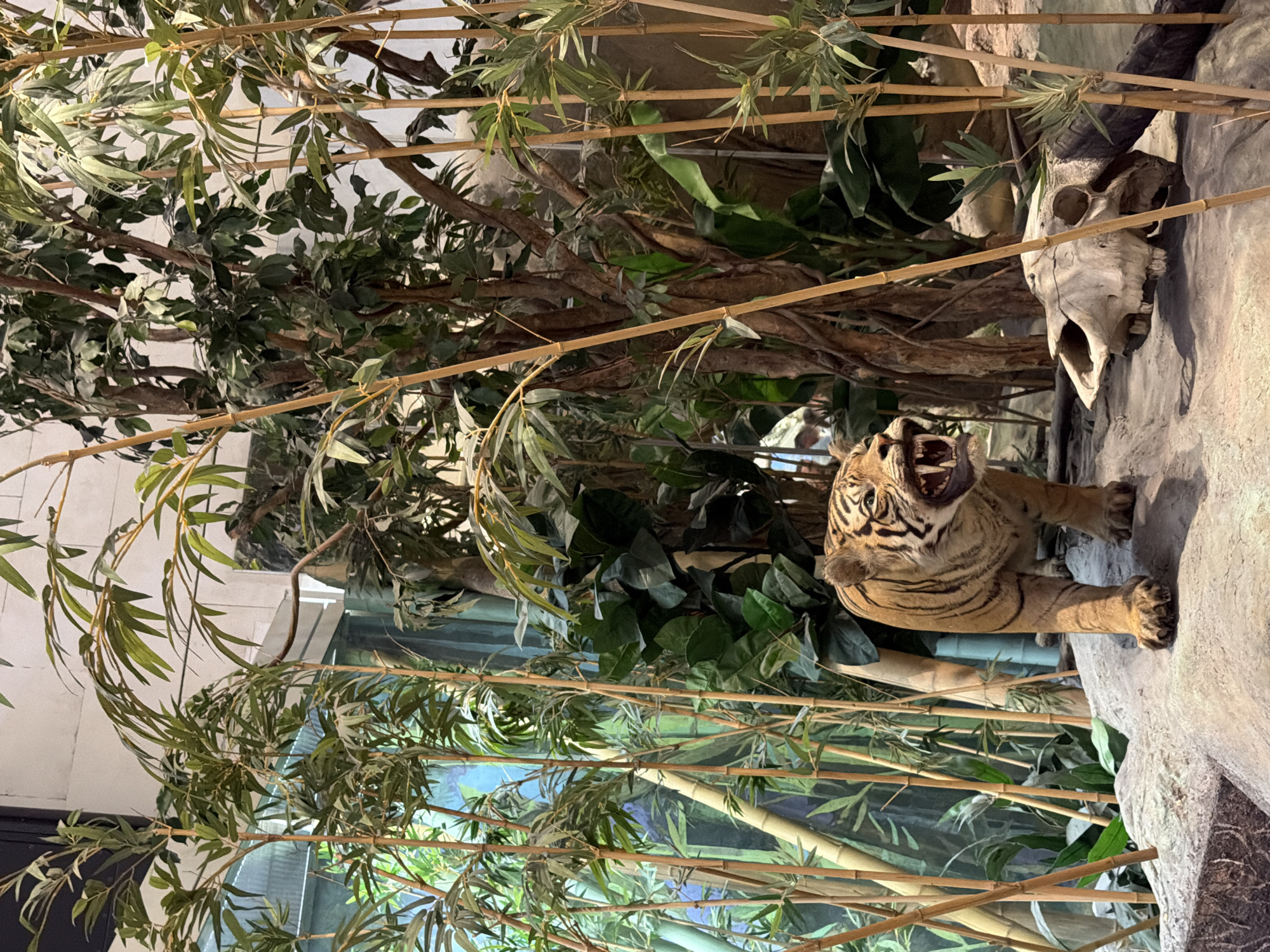 A tiger is in the foreground of the image, with its mouth open in a roar or snarl. The tiger is an orange and black striped feline with sharp teeth visible. It is standing on a rocky, grey surface. Behind the tiger, there is a collection of bamboo stalks and green foliage, suggesting a naturalistic habitat, possibly a zoo enclosure or a diorama. A weathered animal skull, possibly from a bovine, is perched on the rocks to the upper right of the tiger. The lighting appears to be artificial and somewhat dim, creating shadows. The image is oriented vertically. There is no visible text in the image.
