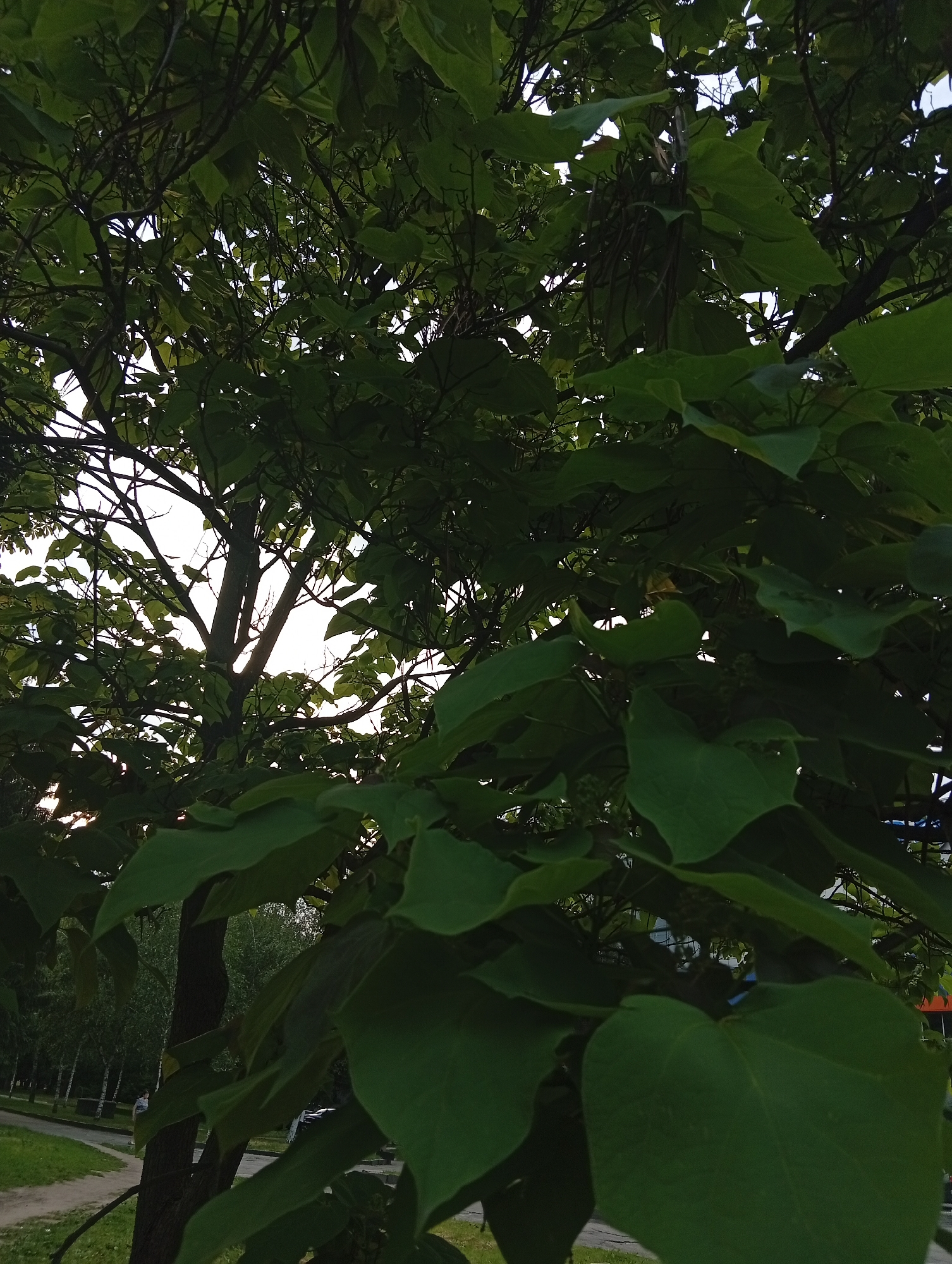 Located in Poltava, Ukraine, the image presents a low-angle perspective looking upward through the dense canopy of a large deciduous tree. The foreground and midground are dominated by broad, green, somewhat heart-shaped leaves and numerous dark branches, which are silhouetted against a bright, likely overcast sky. Several long, dark, cylindrical seed pods hang from the branches, characteristic of a Catalpa tree. The main trunk of the tree is visible on the left, dark and textured. Below and to the left of the tree, a dirt path runs alongside a strip of grass. An indistinct human figure walks away from the camera on this path, partially obscured by the tree's trunk and foliage. Beyond the path, a line of slender trees with light-colored bark, possibly birch, is visible. To the right of the main tree, a paved surface, consistent with a road or parking area, is partially visible, containing a dark, obscured vehicle. Vague outlines of distant buildings or structures are discernible through the foliage on the far right.