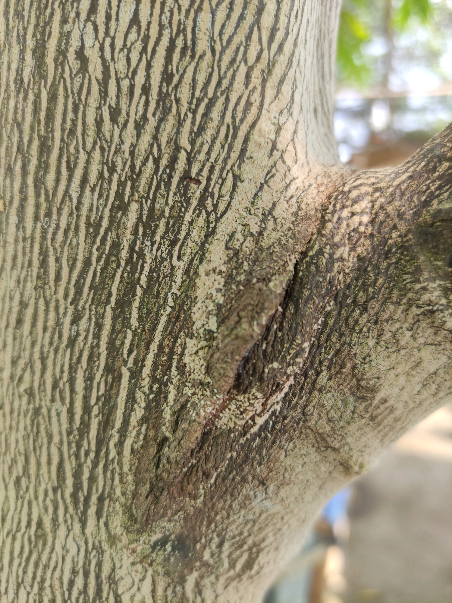 The image shows a close-up view of tree bark with a prominent split or wound. The bark is light-colored with dark, vertically oriented ridges and some patches of green moss or lichen. A small, dark insect is visible on the upper left portion of the bark. The tree trunk is thick, and a branch extends diagonally to the right, also displaying textured bark. The background is blurred, showing hints of green foliage and possibly a water body or open area with soft, out-of-focus light and shapes, suggesting an outdoor environment. The specific location in the city of Tiudan, Indonesia, is not discernible from the visual information provided in the image.