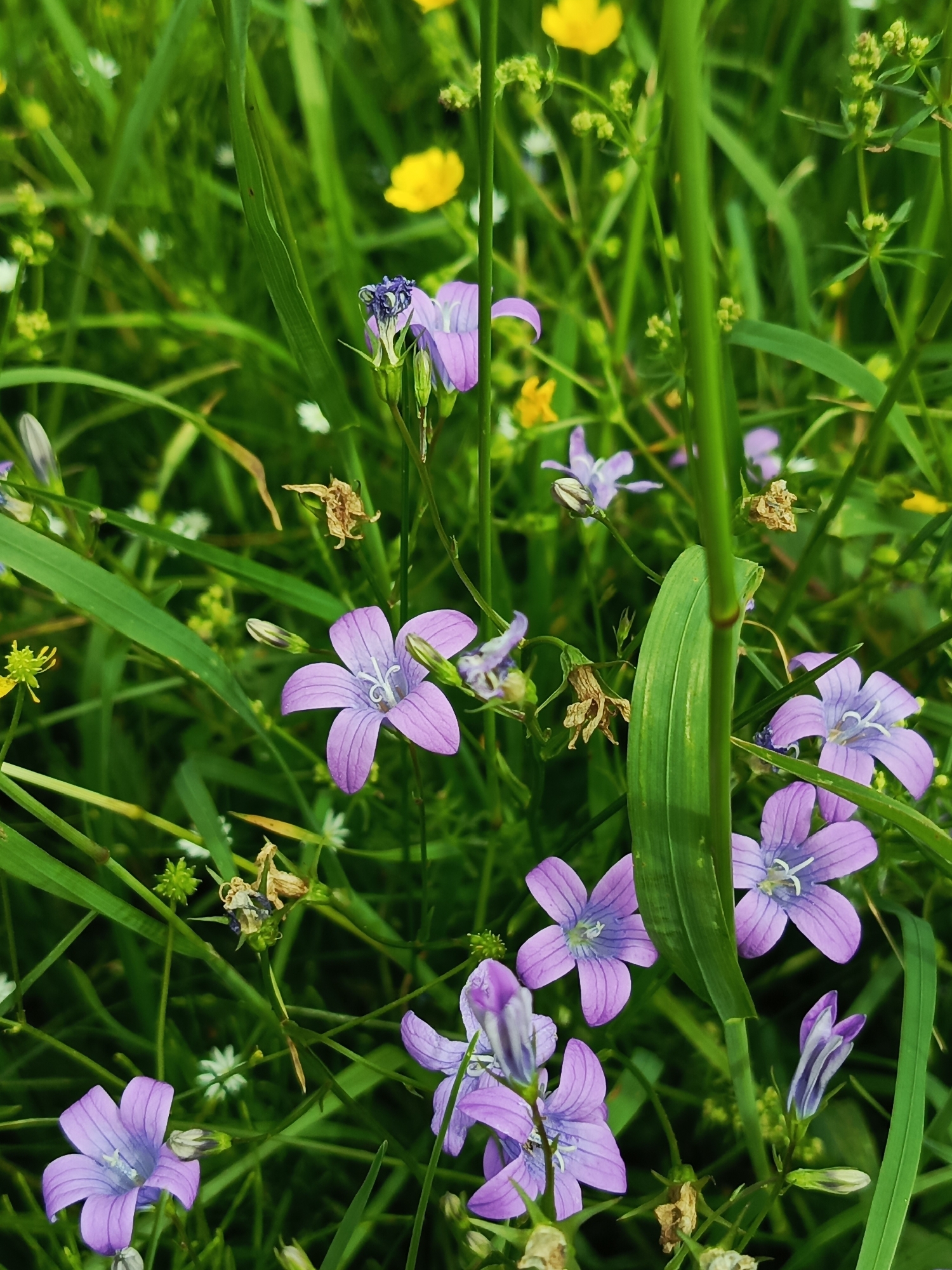 This image is a close-up shot of a field of wildflowers, predominantly purple bellflowers, in Chumna, Russia. The flowers are in various stages of bloom, with some fully open and others still in bud. They are surrounded by lush green grass and blades of foliage, creating a vibrant and natural scene. Small yellow wildflowers are scattered throughout the field, adding pops of color to the predominantly green and purple palette. The lighting suggests it is daytime, possibly late morning or early afternoon, with soft light illuminating the delicate petals of the flowers. There are no people or man-made objects visible in the image, emphasizing the natural and untamed beauty of the environment. The focus is sharp on the foreground flowers, while the background is slightly blurred, drawing the viewer's attention to the intricate details of the blooms.