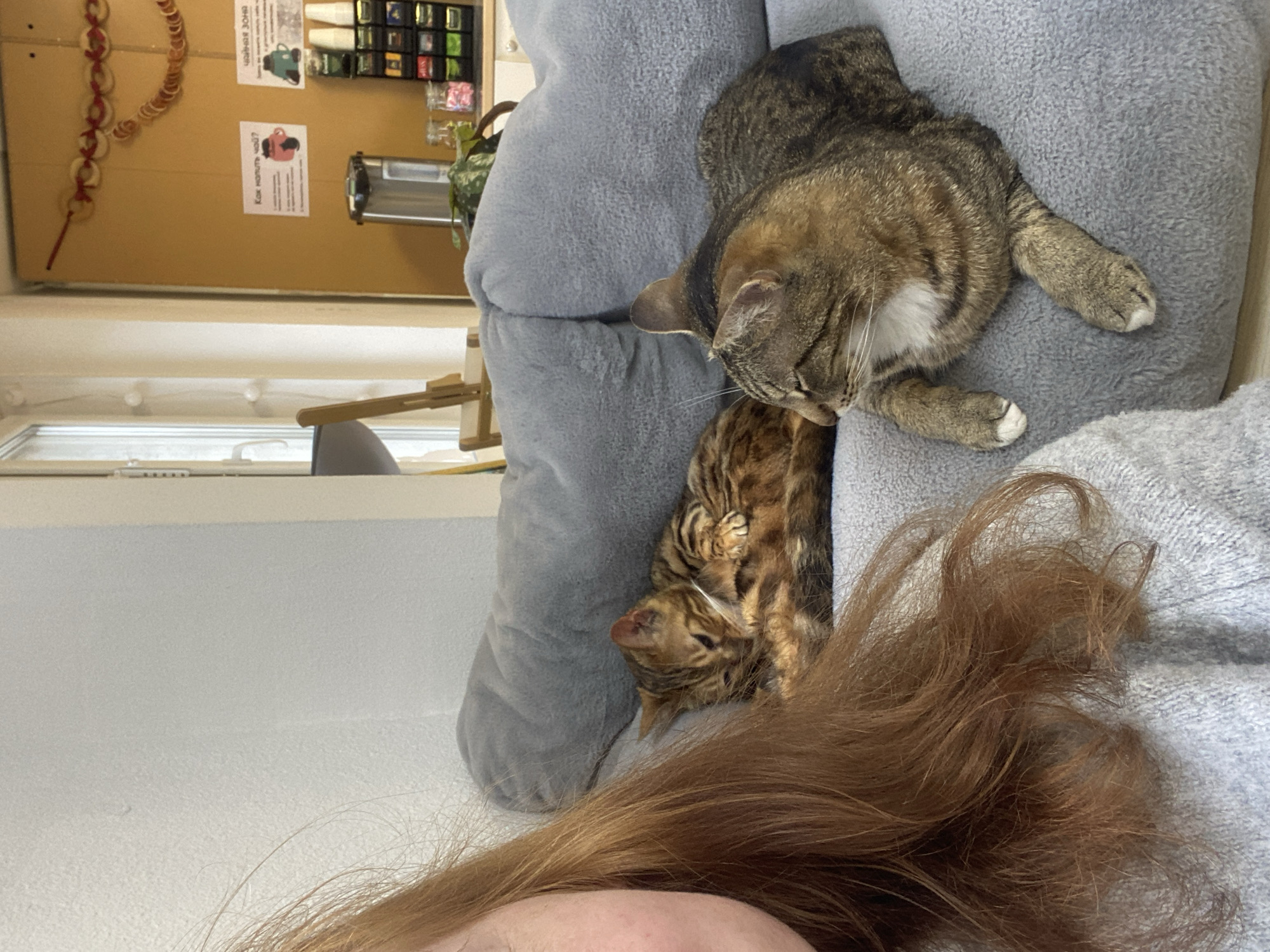 The image depicts two cats on a gray cushioned surface. One cat is a brown tabby lying atop the cushion. The second cat is a Bengal cat nestled below the tabby cat. A person with red hair is visible in the foreground. The background includes a window, a bulletin board with items attached, and a chair. The location is a room, possibly in a residential or office building, in Yekaterinburg, Russia. Specific details linking the image to Yekaterinburg are not discernible from the scene.