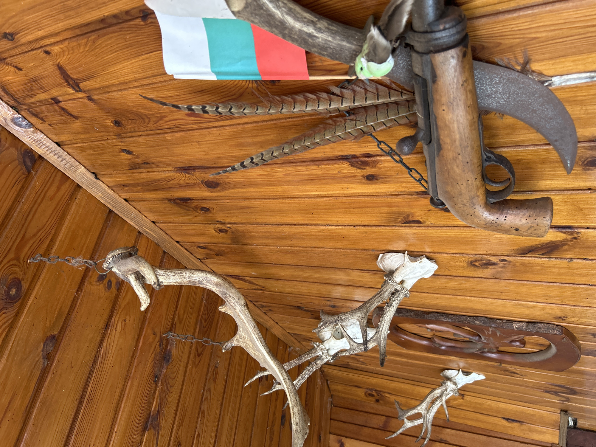 The image depicts a wooden interior, likely a cabin, with hunting-themed decorations mounted on the walls and ceiling. On the ceiling, there are several sets of antlers, some with skull caps still attached. A crude firearm is mounted with what appears to be a sickle blade, pheasant feathers, and the Bulgarian flag. The image was taken in Buhovo, Bulgaria.
