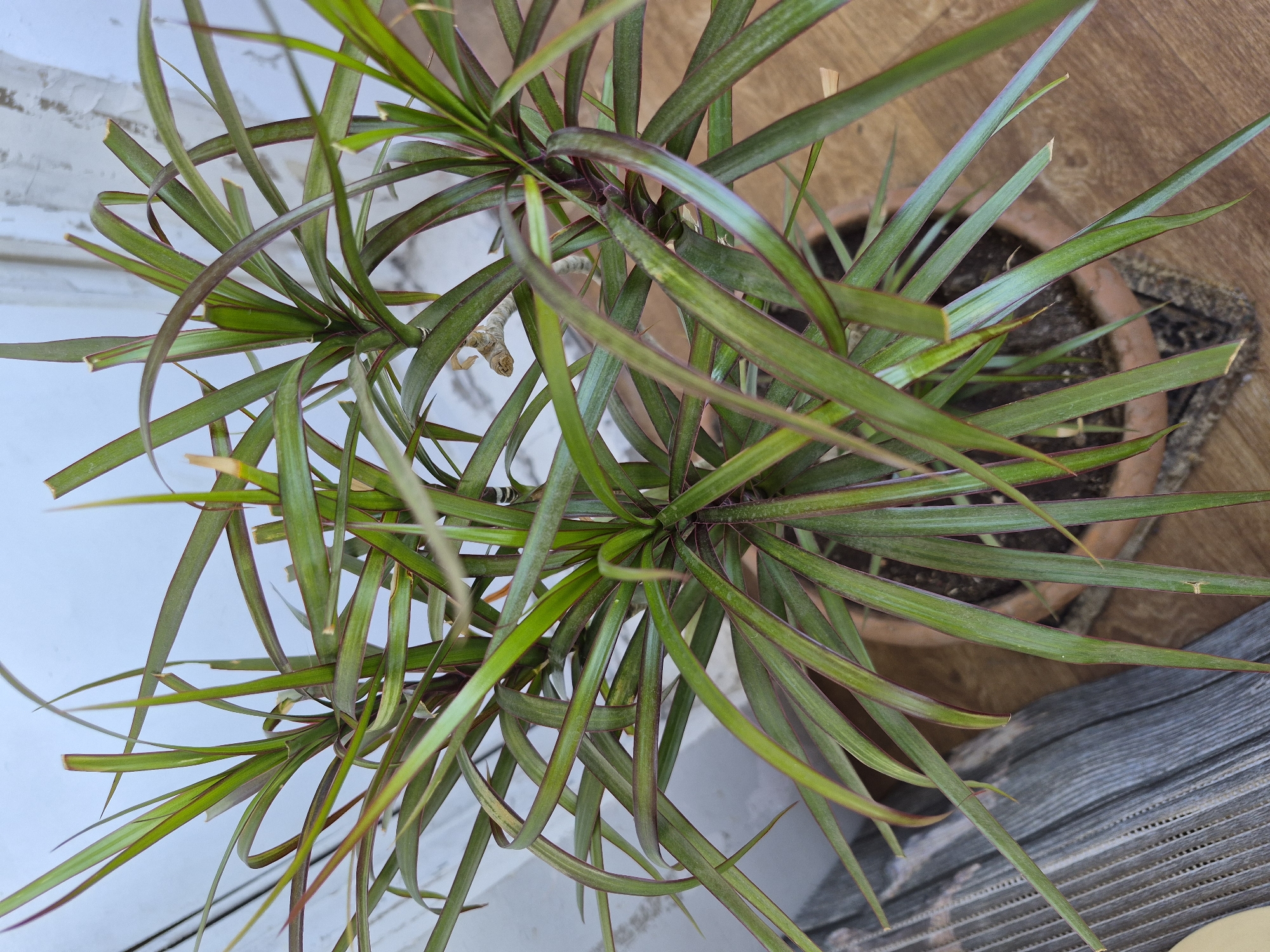 The image displays a potted plant, likely a Dracaena marginata (Dragon Tree), viewed from directly above. The plant features numerous long, slender, sword-shaped leaves that are predominantly green with distinct reddish-purple margins. These leaves radiate outwards from central stems, forming a dense, spiky cluster. Some leaf tips show slight discoloration or drying.
The plant is contained within a round, unglazed terracotta-colored pot, filled with dark soil, visible in the lower right portion of the frame. The background is divided into two distinct areas. To the left, there is a light-colored surface, possibly a white or off-white wall or a piece of furniture with a subtle texture. To the right and bottom, a wooden surface with visible grain patterns and a somewhat weathered or greyish appearance is present, suggesting a floorboard or a wooden table.
The lighting appears bright and natural, indicating it is daytime. There are no people, discernible activities, or visible text. The setting suggests an indoor or sheltered outdoor environment, such as a balcony or patio in Yerevan, Armenia.