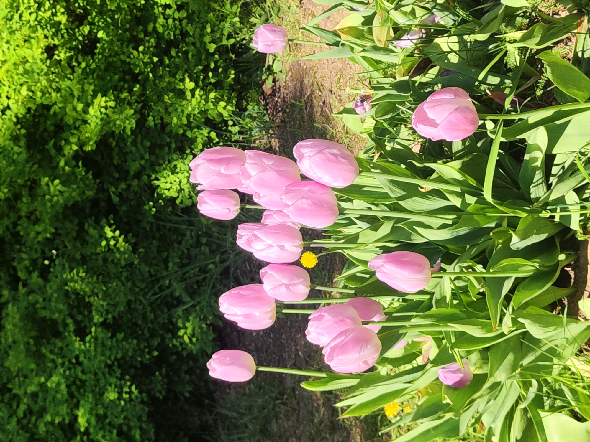 A ground-level shot captures a cluster of pink tulips blooming in a park-like setting. The tulips are the focal point, with their closed, egg-shaped buds facing upward. Lush green foliage surrounds the flowers, creating a dense backdrop. To the left, a wall of dense green shrubs adds depth to the scene. The lighting suggests a sunny day, highlighting the colors of the tulips and greenery. A hint of a dirt path or ground can be seen in the upper portion of the image. The scene conveys a sense of tranquility and natural beauty. Given the likely location in Saint Petersburg, Russia, based on the request, this would be a typical scene in one of the city's parks during the spring tulip blooming season.