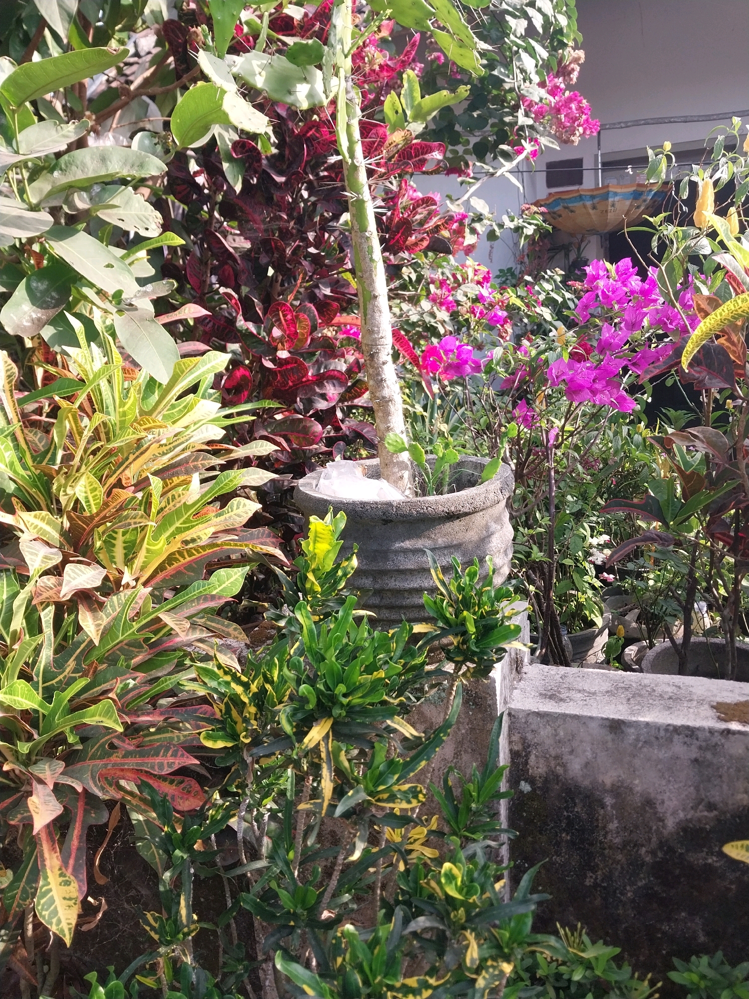 The image shows a dense, sunlit garden area with a variety of potted plants and a concrete structure. In the foreground, several Croton plants with colorful, variegated leaves in shades of green, yellow, red, and brown are prominently displayed. To the right of the Crotons, a gray, ribbed planter contains a plant with a thick, light-colored trunk and some prickly green pads, possibly a succulent or cactus. Behind this, a vibrant display of fuchsia and pink bougainvillea flowers adds a splash of color. Dark red-leafed plants are also visible in the midground. A weathered concrete block or wall is situated in the lower right portion of the frame, partially obscured by the foliage. The background suggests an outdoor setting, possibly a courtyard or patio, with hints of buildings and a decorative element that may be a fountain or umbrella. The lighting indicates it is daytime, with shadows cast by the plants. The overall impression is of a lush and well-maintained garden in a tropical or subtropical climate. This scene is located in Nglegok, Indonesia.