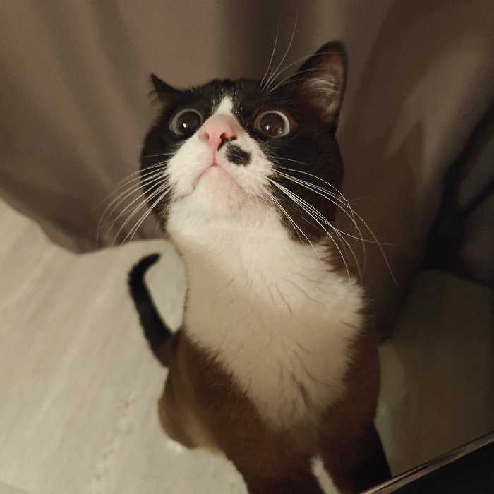 A snowshoe cat stares upwards with wide, curious eyes. Its black and white mask-like face features a pink nose with a black spot. Long white whiskers radiate outwards. Its body is a mix of brown, white, and black fur, creating a unique pattern. The cat’s tail is visible, curled upwards. The background is muted, with a beige curtain and a light-colored floor, creating a soft, indoor setting.