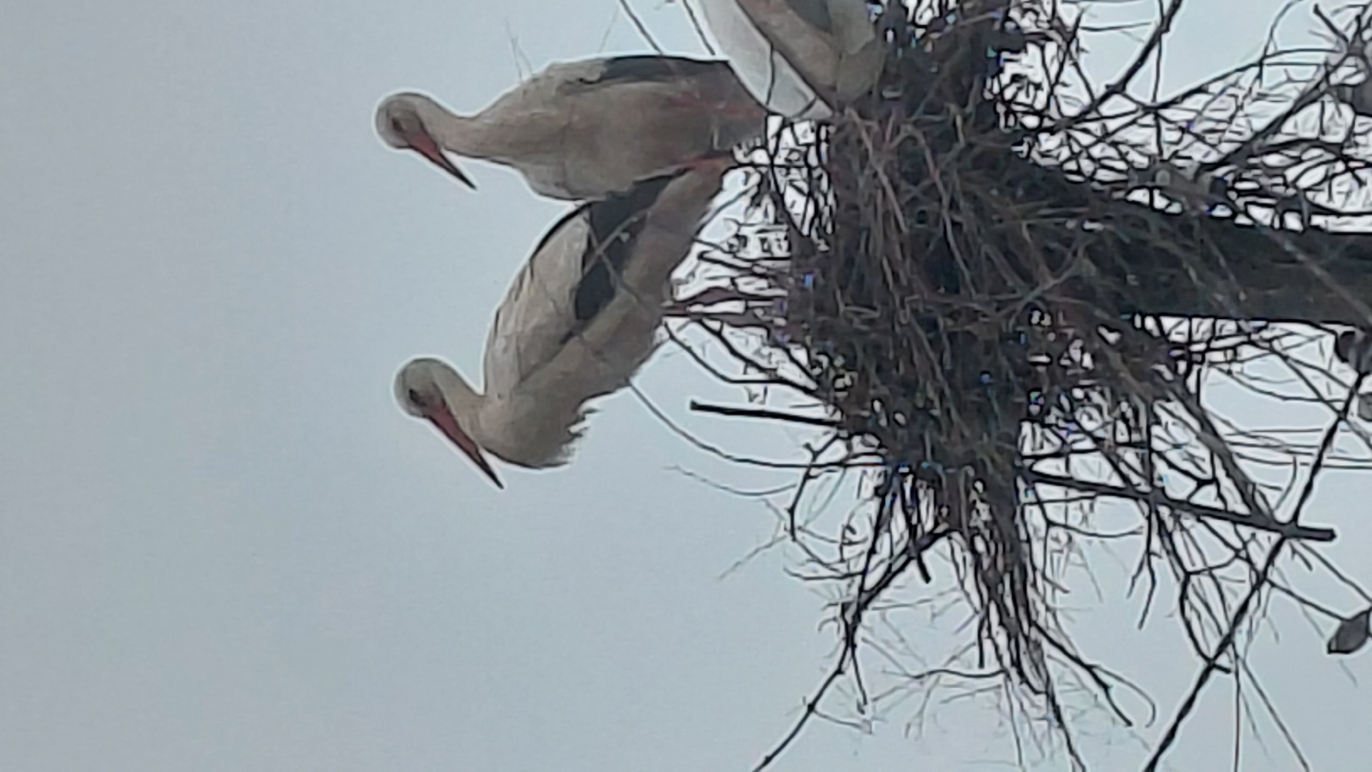 Two white storks with red beaks are perched in a large nest of branches. The nest appears to be atop a utility pole. The sky is overcast. The location is Unknown, Unknown.