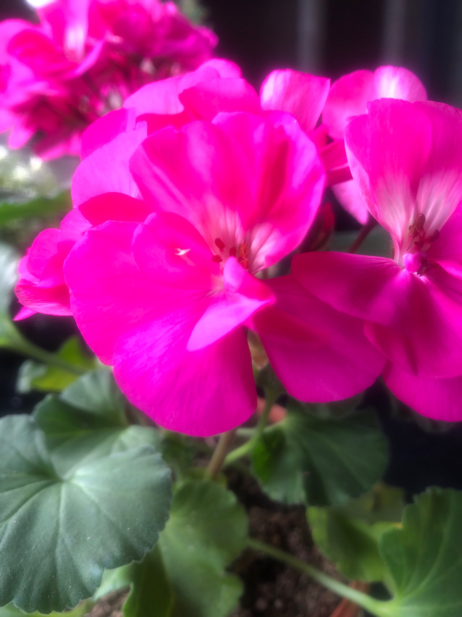 A close-up, shallow depth-of-field photograph captures a cluster of vibrant pink geranium flowers in Arfa, Russia. The flowers are the primary subjects, with the petals of several blooms sharply in focus. The background is blurred, showing hints of green leaves and dark foliage, suggesting an outdoor or greenhouse setting. The lighting highlights the delicate texture of the petals, creating a luminous effect. The image is a still life, focusing entirely on the floral arrangement and its natural beauty.