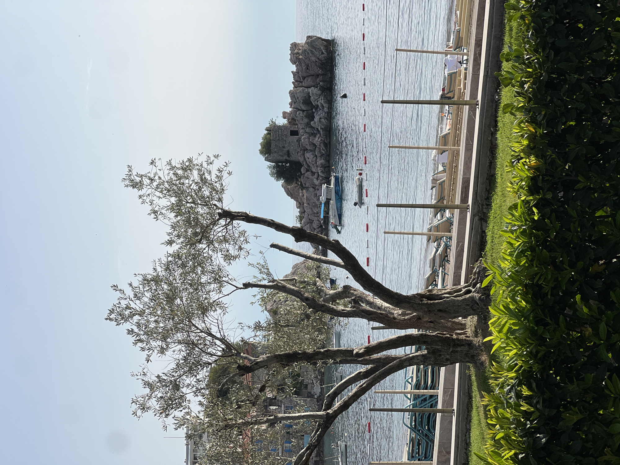 The image shows a coastal scene in Pržno, Montenegro. The foreground features a mature tree with twisted branches and light green foliage, positioned adjacent to a narrow strip of green bushes and a low concrete wall. Beyond the wall is a paved area with sun loungers. The middle ground consists of calm, light blue water with red and white markers delineating a swimming area. A rocky islet with an old stone building on top is visible in the water. Several small boats are moored near the islet. In the background, glimpses of buildings and structures characteristic of the coastal town are visible. The sky is light blue with very few clouds.