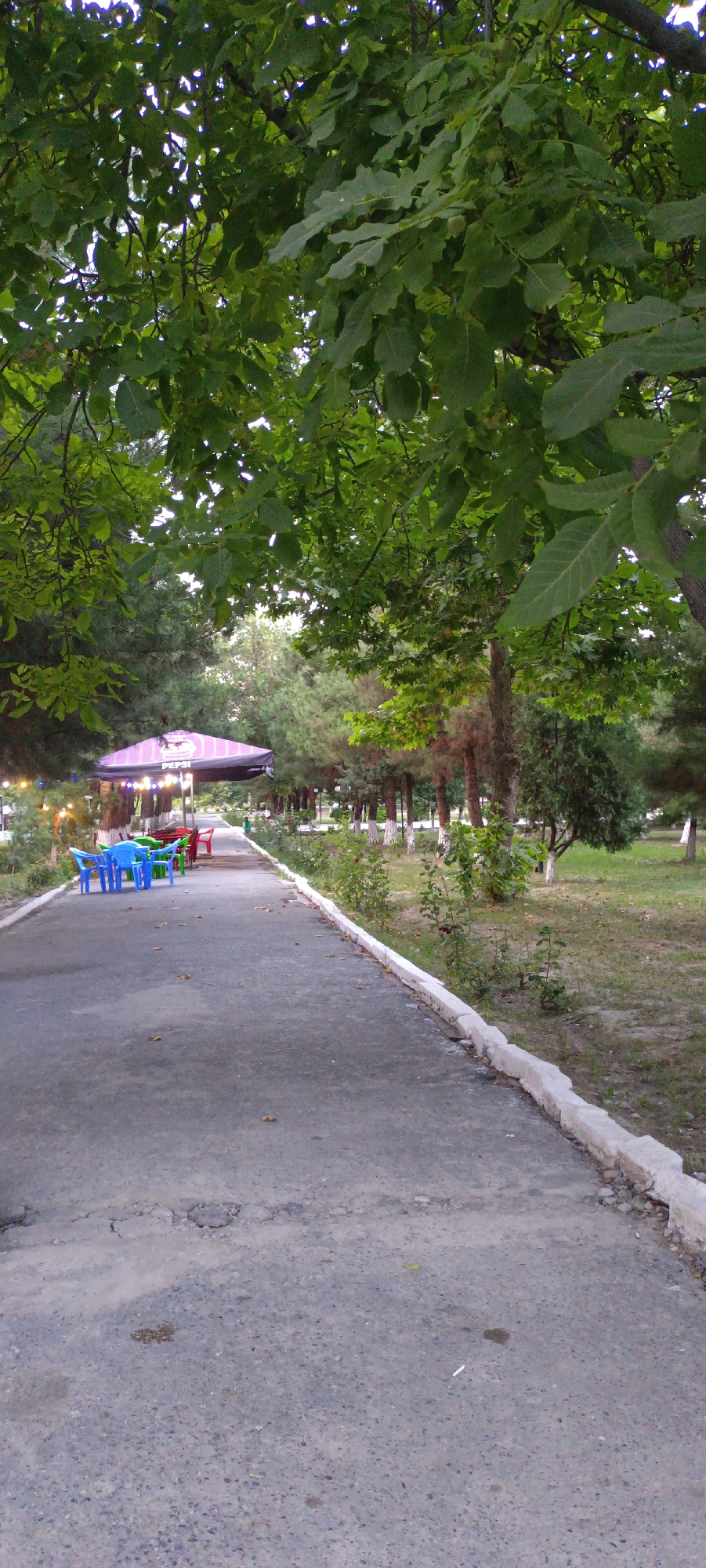 The image depicts a pathway in Fergana City, Uzbekistan, likely a park or a public area. The pathway, paved with asphalt, is bordered by a concrete curb and leads into a leafy green area. Overhead, the branches of large trees cast dappled shadows, with their lush green leaves dominating the upper portion of the frame.
To the left of the pathway, several colorful plastic chairs—blue, green, red, and white—are arranged around tables under a large, striped umbrella that displays the "PEPSI" logo. Small string lights are visible hanging above the seating area. Beyond this, a row of coniferous trees with white-banded trunks lines the path, interspersed with smaller trees and bushes. The ground on the right side of the pathway is covered in grass and scattered small plants. The overall scene suggests a relaxed outdoor setting, possibly a cafe or seating area within a park. No people are visible in the image.