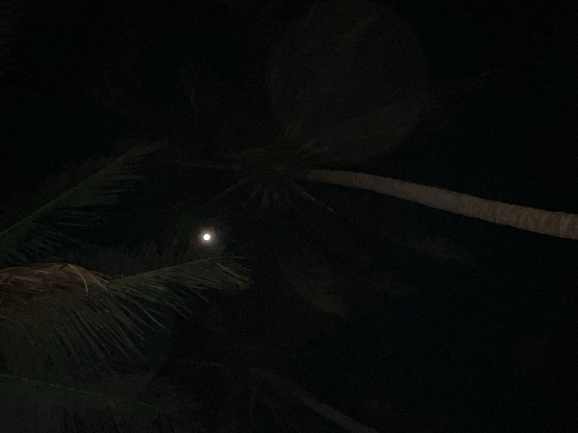 A nighttime photograph captures a moonlit sky peeking through the fronds of palm trees. The scene appears to be set in Legonipah, Indonesia, a location known for its tropical climate and coastal regions. The moon, a luminous orb, is visible in the upper central portion of the image, casting a soft glow through the dense foliage. The palm trees, with their distinctive silhouettes, dominate the frame, their leaves creating a natural canopy against the dark sky. The image evokes a sense of tranquility and the serene beauty of a tropical night.