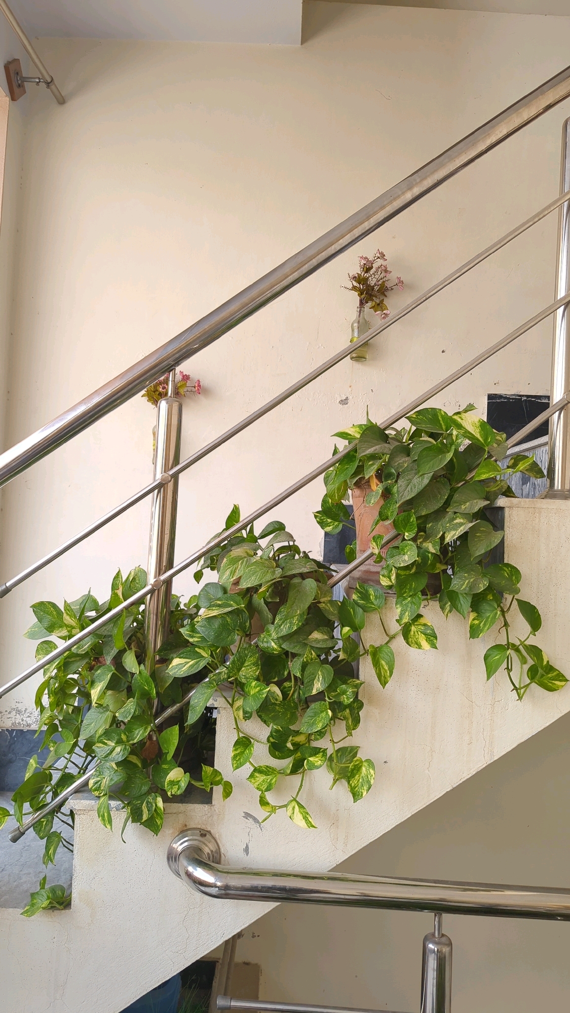 The image depicts a section of an indoor staircase with a neutral-toned wall and cream-colored steps. A silver metal handrail runs diagonally across the frame, attached to the wall. Two potted plants with lush green and yellow variegated leaves are placed on the steps, with their vines cascading downwards. One plant is in a terracotta pot, and the other is partially visible. A small glass vase containing a few artificial pink flowers is mounted on the wall near the handrail. The overall impression is one of domestic decoration. The location is specified as Wah Model Town phase 1, Pakistan.