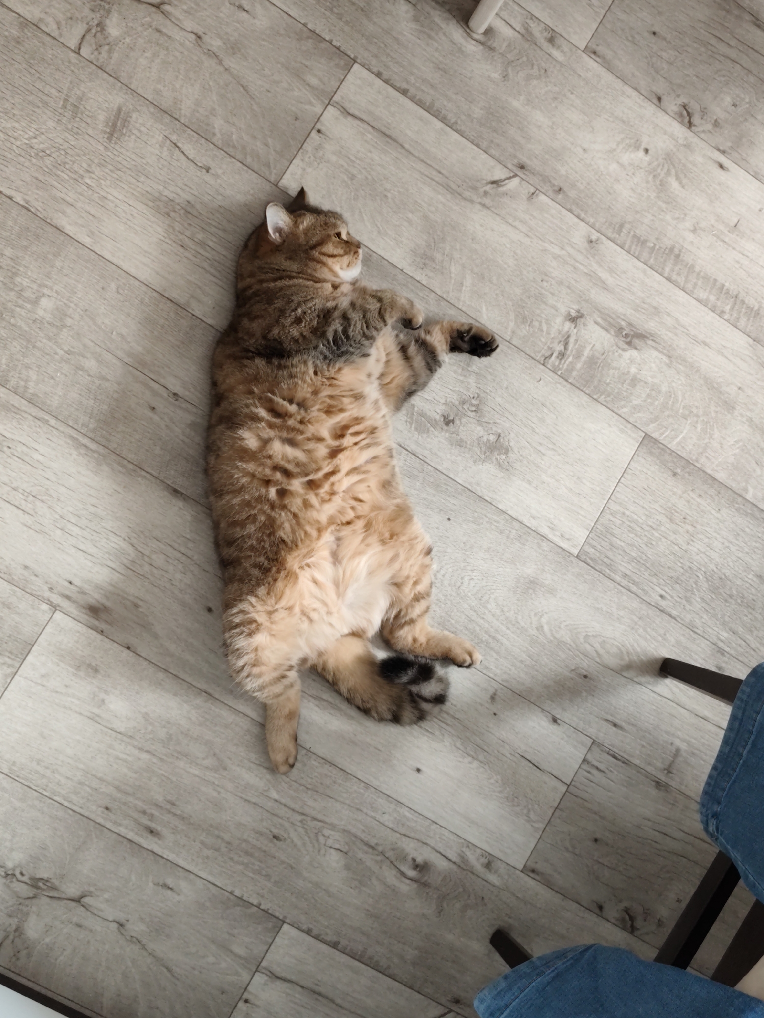 An adult tabby cat is lying on its back on a light wood-grain linoleum floor. The cat is light brown and orange with dark tabby markings and a fluffy belly. Its paws are outstretched and one hind leg is bent. A person wearing blue jeans is visible in the lower right corner of the image, sitting on a dark chair. The floorboards are laid diagonally. This image was likely taken indoors. There is no information in the image to determine its location in Komsomolsk-on-Amur, Russia.