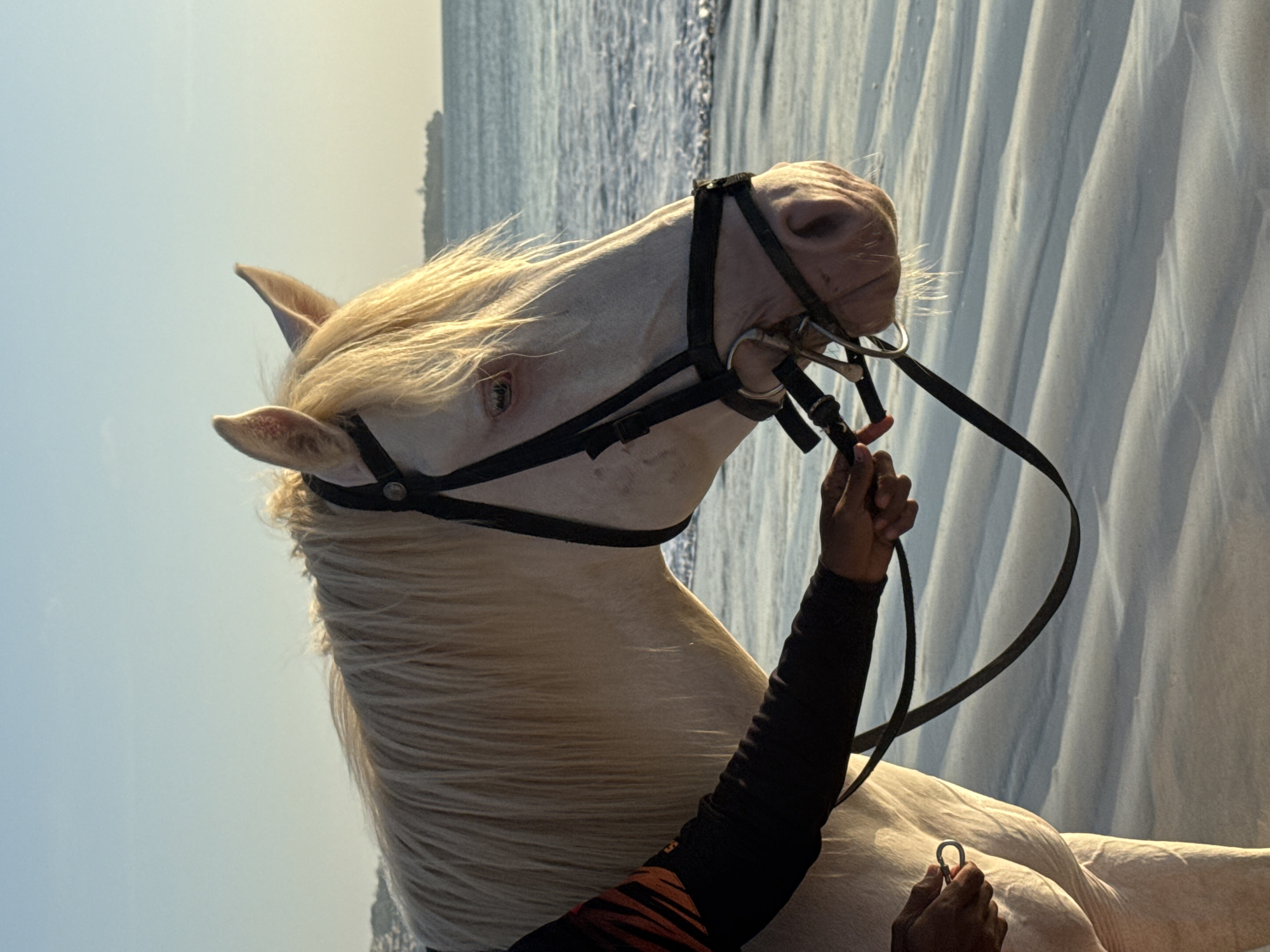 A white horse with a blonde mane is standing on a beach. The horse is wearing a bridle and is being held by a person whose arm is visible in the left of the frame. The person is wearing a black long-sleeved shirt with orange stripes. The horse is looking to the right. In the background, the ocean is visible with waves breaking on the shore. A ship is visible in the distance on the horizon. The sand on the beach has a rippled texture. The lighting suggests it is either early morning or late afternoon. The location is the beach in Kuta Selatan, Indonesia.