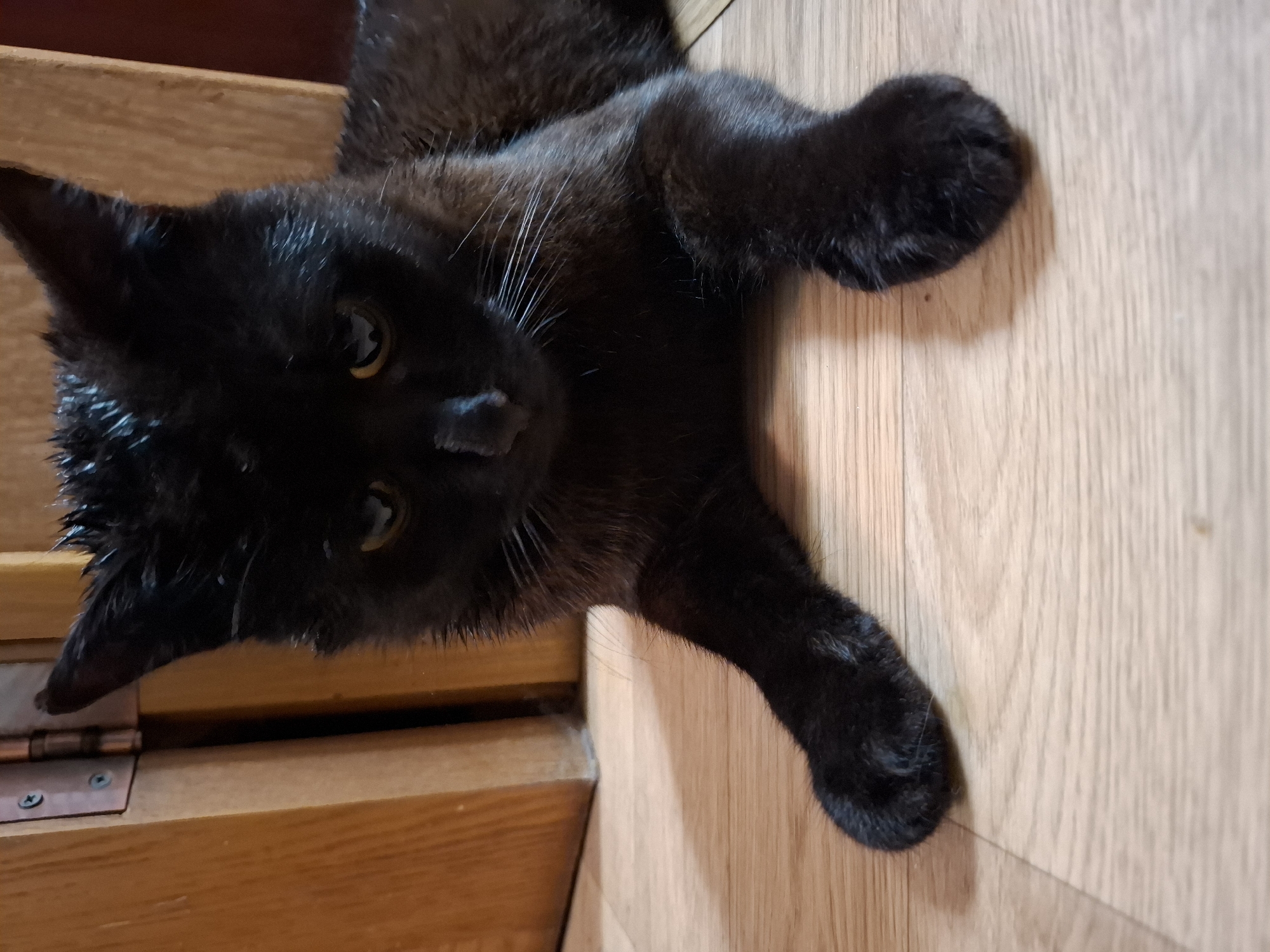 A black cat lies on a light-colored wood floor with a section of brown wood paneling visible to the left. The cat's head is in the upper left corner, and its body extends diagonally across the frame. The cat's eyes are open, and its paws are visible. The background consists of the wood floor with its light grain. The image's location is unknown, and there is no indication of it being in Khlevnoye, Russia.