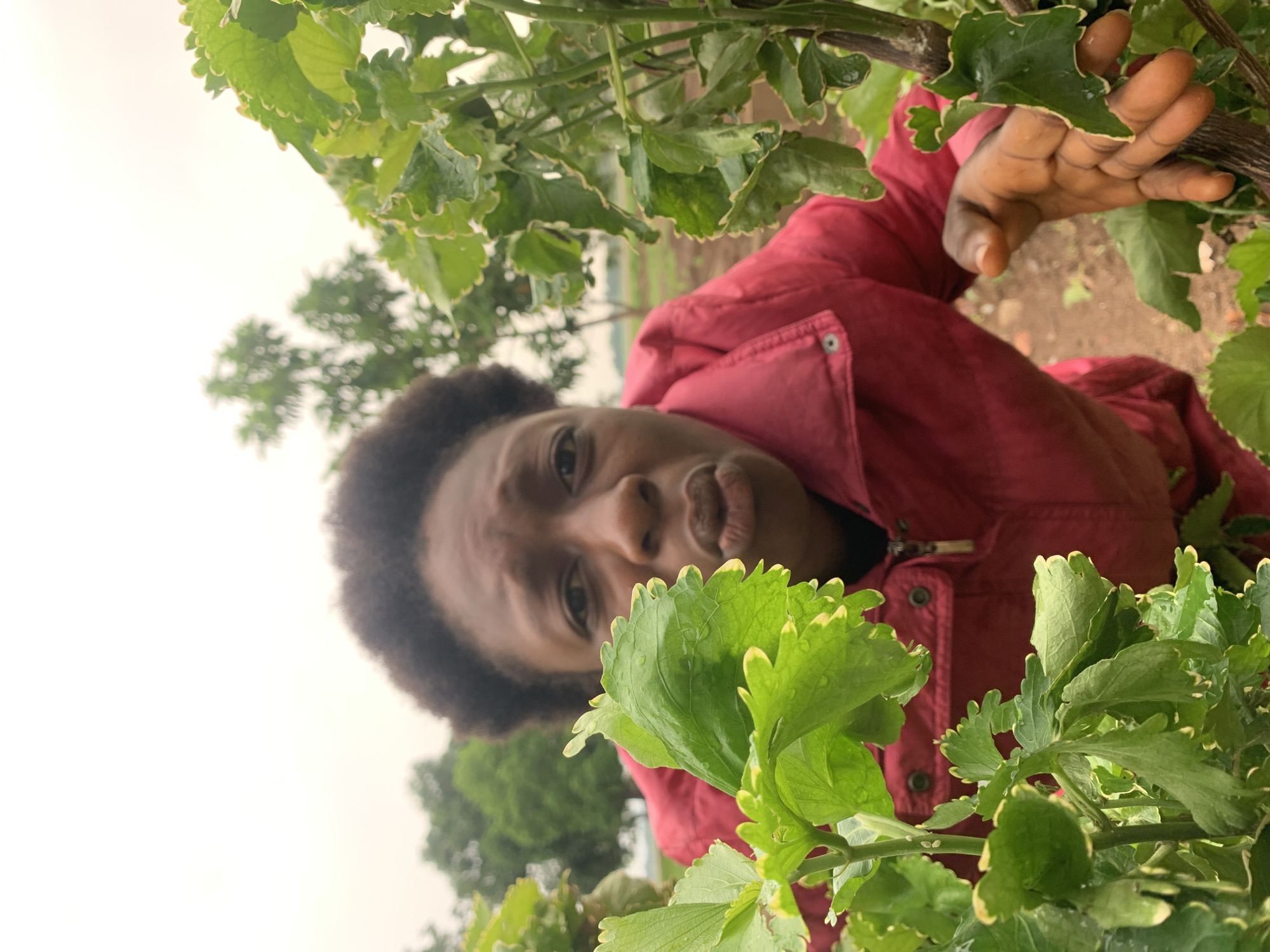 A close-up, slightly rotated image shows a person with dark skin and short, afro-textured hair, partially obscured by green plants with scalloped leaves edged in yellow. The person is wearing a red jacket. Their face is visible, with a pursed-lip expression. The person's right hand is also visible, reaching toward the upper right of the frame, touching a plant stem. The background includes trees in the distance under an overcast sky. The foreground consists of brown soil. The photo appears to have been taken outdoors. The location is Agban, Nigeria.