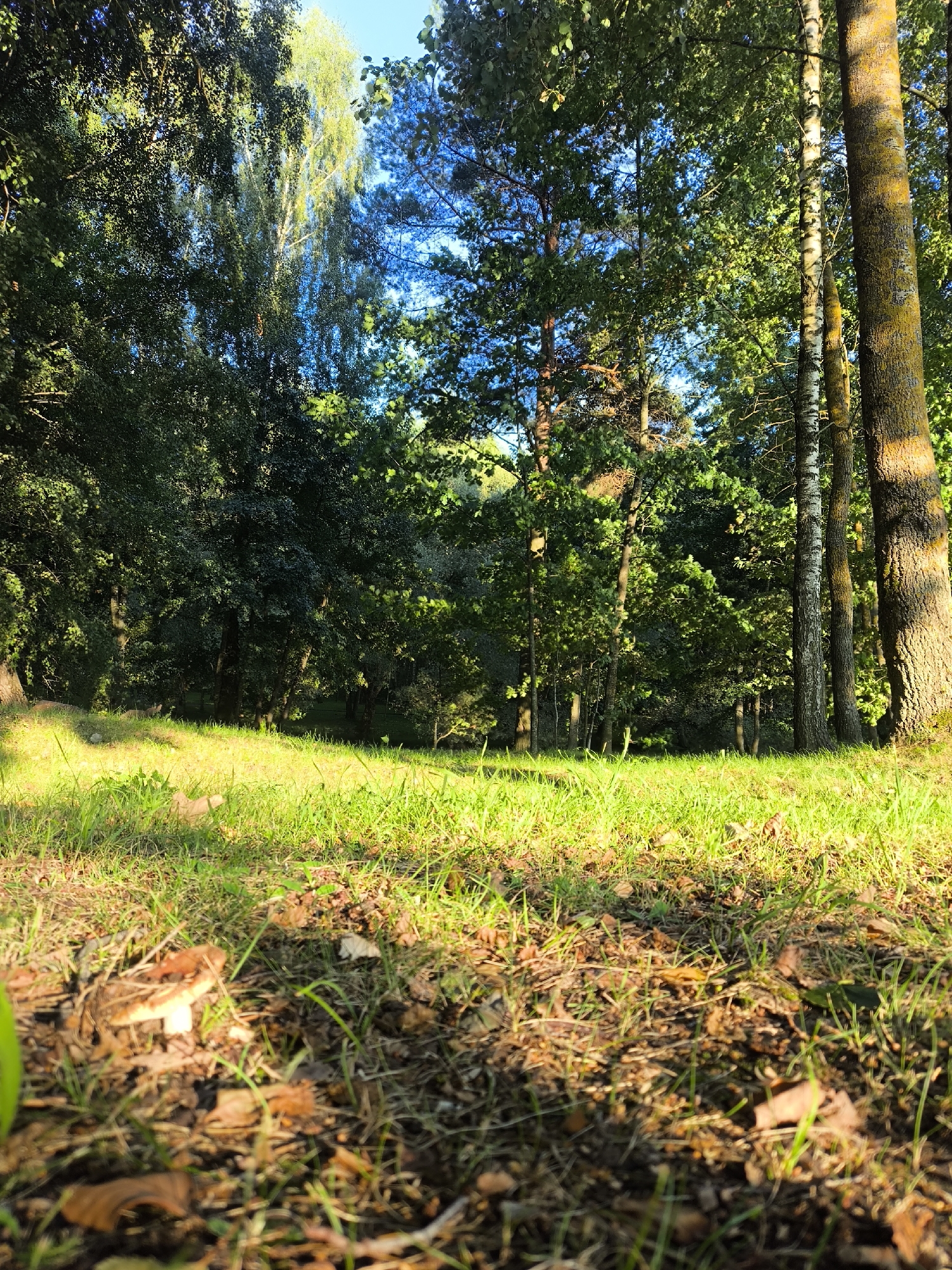 The image depicts a low-angle view of a grassy area in a forest, likely in the Zhdanovichi rural council, Belarus. The foreground is dominated by lush green grass with scattered dry leaves and twigs. A single mushroom is visible in the lower left of the frame, partially obscured by the grass. In the mid-ground, a dense forest with various trees, including birch and pine, creates a backdrop. Sunlight filters through the leaves, casting dappled shadows on the ground. The sky is clear blue. There are no people or animals readily apparent in the scene.