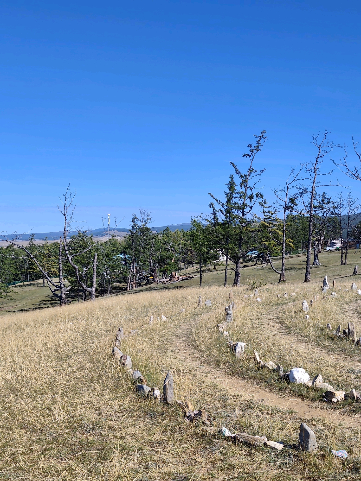 This image captures a landscape scene in Kharantsy, Russia, characterized by a winding path bordered by stones. The path meanders through dry, golden grass, with numerous upright stones of varying sizes dotting the terrain. In the background, a cluster of evergreen trees and some sparser, leafless trees stand on a gentle slope. A communication tower is visible in the distance, along with hints of buildings nestled amongst the trees. The sky above is a clear, vibrant blue. There are no people or animals visible in the image.