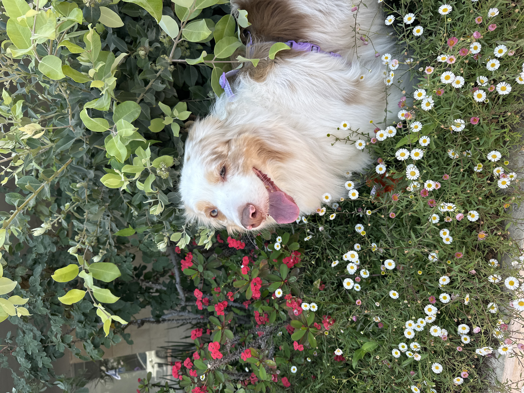 A vibrant, vertically oriented photograph captures a happy dog amidst a lush garden setting in Ramat Gan, Israel. The central subject is a medium-sized dog, possibly an Australian Shepherd, with thick, fluffy white fur and patches of reddish-brown markings, notably around its head and ears. A purple collar is visible around its neck. The dog's head is positioned towards the bottom of the frame, with its body extending upwards. It looks directly at the viewer, tongue playfully extended, indicating a cheerful or panting state. Its light-colored eyes are wide and engaged.
The dog is nestled among a variety of green plants and colorful flowers. To the left, a dense mass of green foliage with lighter, fresher leaves provides a leafy backdrop. To the right, a profusion of small white and pink daisy-like flowers, consistent with Mexican fleabane (Erigeron karvinskianus), creates a soft, floral carpet. Below the dog's head, a striking bush with numerous bright red flowers and thorny stems, characteristic of Crown of Thorns (Euphorbia milii), adds another layer of color to the vibrant scene. The image is taken outdoors during daylight, emphasizing the natural colors and textures of the dog's fur and the surrounding flora. The dog's expression conveys happiness and contentment. No visible text is present.