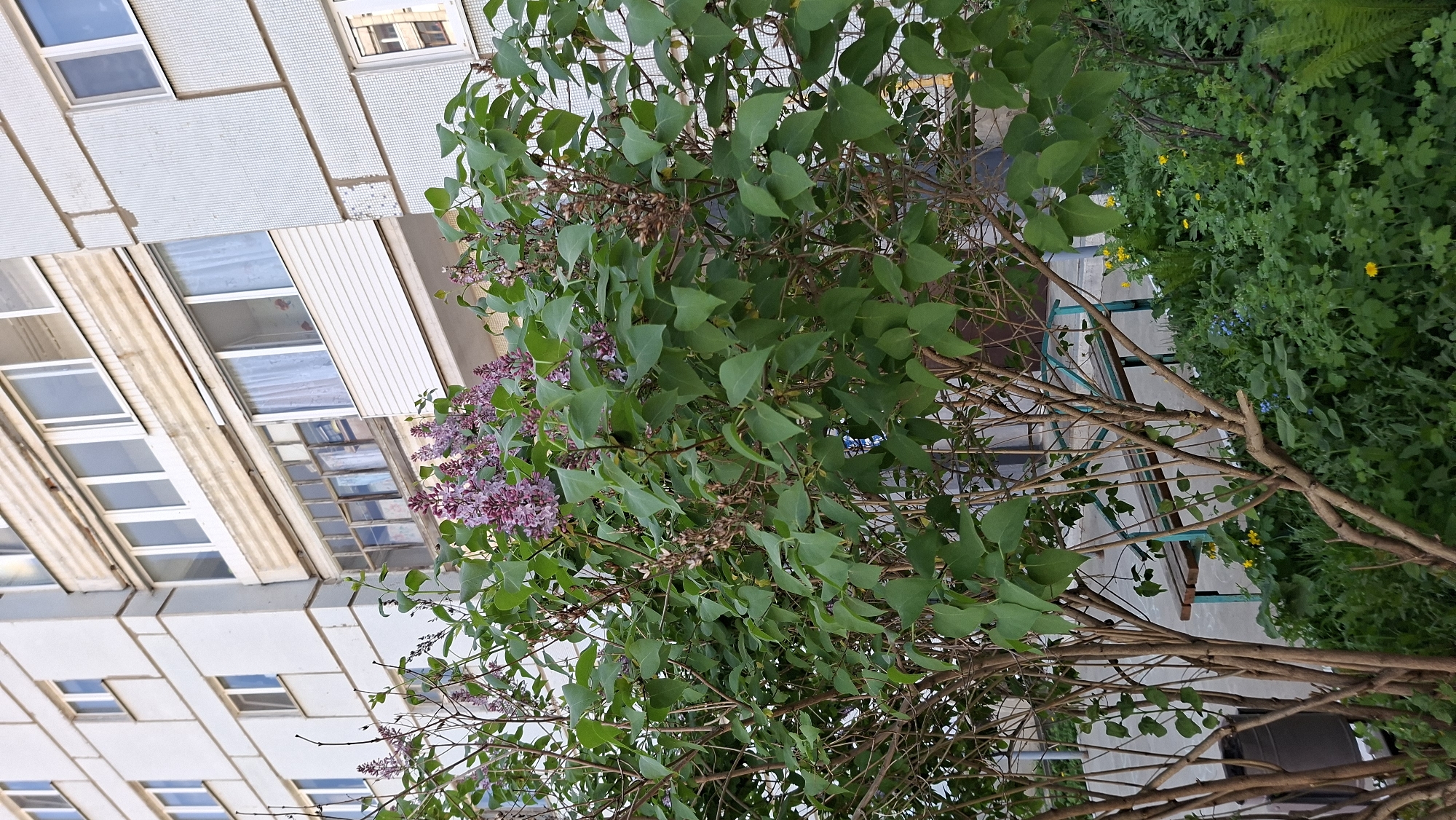 The image, taken from a low angle, shows a lilac bush with purple flowers in front of a multi-story building with light-colored rectangular panels and windows. The bush is partially obscuring the view of the building. To the right of the bush, there's a patch of green vegetation with some small yellow flowers. The perspective suggests the photographer is near ground level, looking upwards at the bush and the building. Given the prompt, the scene is likely in Chaikovsky, Russia, although this cannot be confirmed from the image itself.