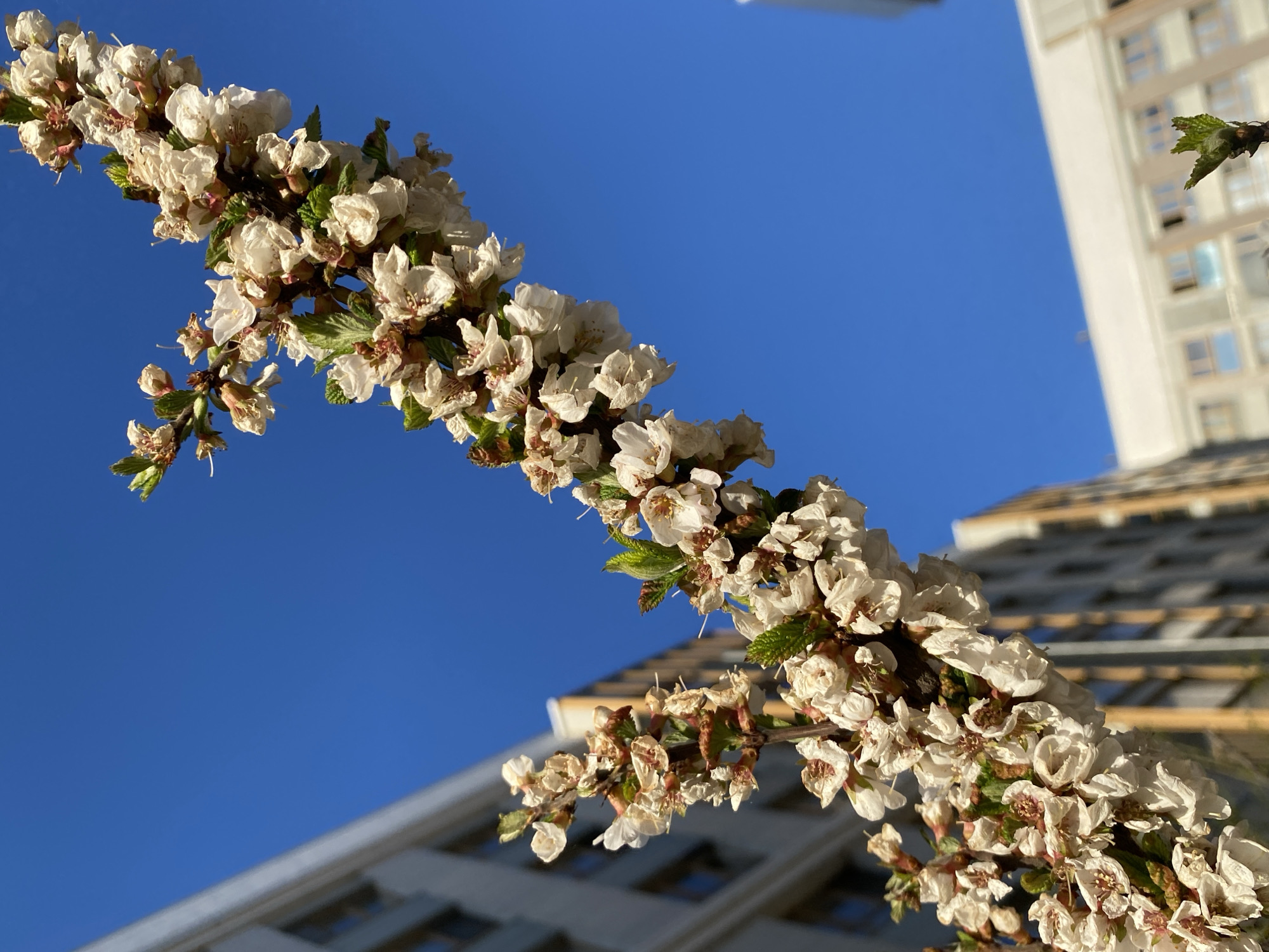 The image shows a branch of white flowers against a clear blue sky. In the background, portions of modern buildings with light-colored facades are visible. The flowers are densely packed along the branch, some showing signs of wilting or aging. The scene is likely in an urban environment during springtime.
