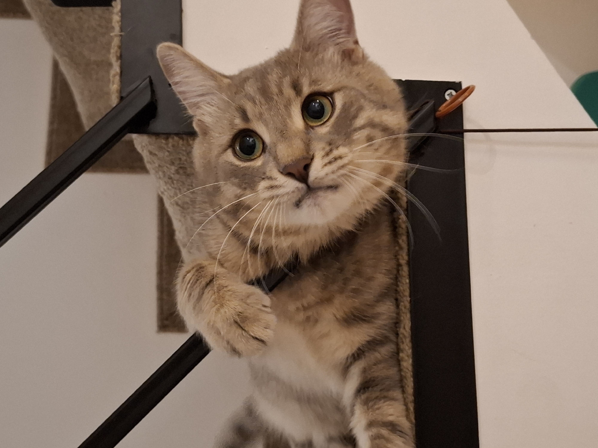 The image shows a close-up, tilted shot of a tabby cat lying on a carpeted staircase, with its head resting on the edge of the frame and one paw extended. The cat has green eyes and a light brown and grey striped coat. The staircase has black metal railings and beige carpet. A small orange loop is visible attached to the railing near the cat's head. The background is a plain, light-colored wall. This scene is indoors and has no discernible connection to Zemun Urban Municipality, Serbia.
