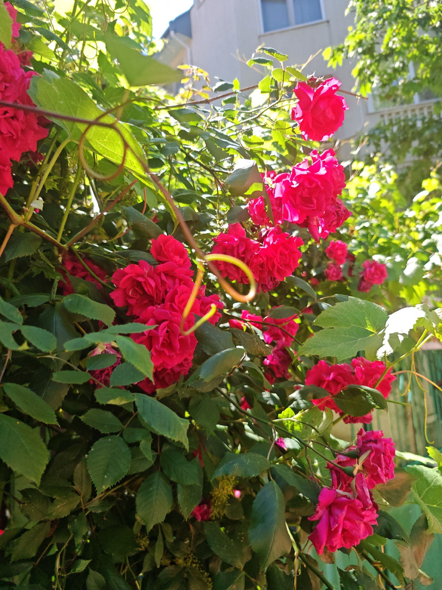 A close-up, eye-level shot captures a vibrant cluster of deep pink roses and lush green foliage bathed in bright sunlight. The roses, in various stages of bloom, are densely packed, with some fully open and others tightly budded. Their petals are richly colored and textured, showcasing intricate details. Interspersed among the roses are numerous dark green leaves, some slightly glossy, others matte, with visible veins. Several thin, wiry tendrils, possibly from a climbing plant, gracefully curl through the scene, adding a touch of organic dynamism. In the background, out of focus, a light-colored building with windows is visible, along with the top of a green wooden fence and dappled sunlight filtering through more trees and foliage. The overall impression is one of abundant natural beauty on a sunny day.