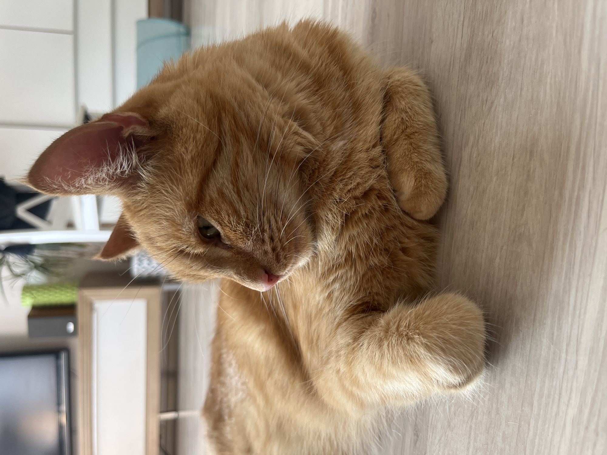 An orange tabby cat is lying on a light-colored wooden floor in an indoor setting. The cat is positioned on its side, with its front paws tucked underneath its body. Its head is turned to the left, with its gaze directed downwards. The background is slightly out of focus, showing a white cabinet and a glimpse of a television on a wooden stand to the left. The lighting appears to be natural, coming from a nearby window. The overall impression is of a relaxed domestic scene. This image was taken in Zabrze, Poland.