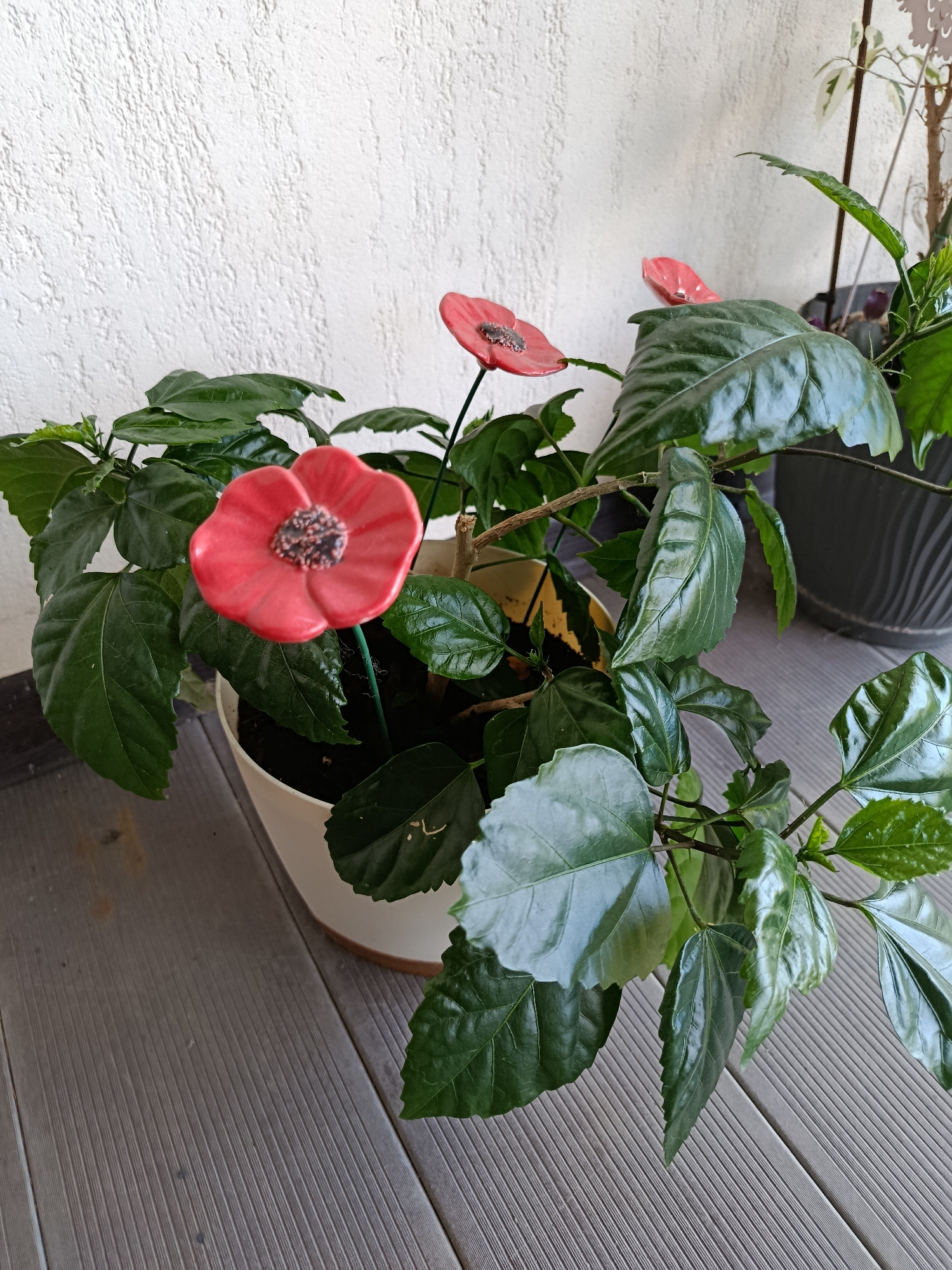 A potted hibiscus plant with green leaves and red decorative poppy flowers sits on a grey wooden deck, with a white textured wall in the background. The scene is illuminated by natural light.