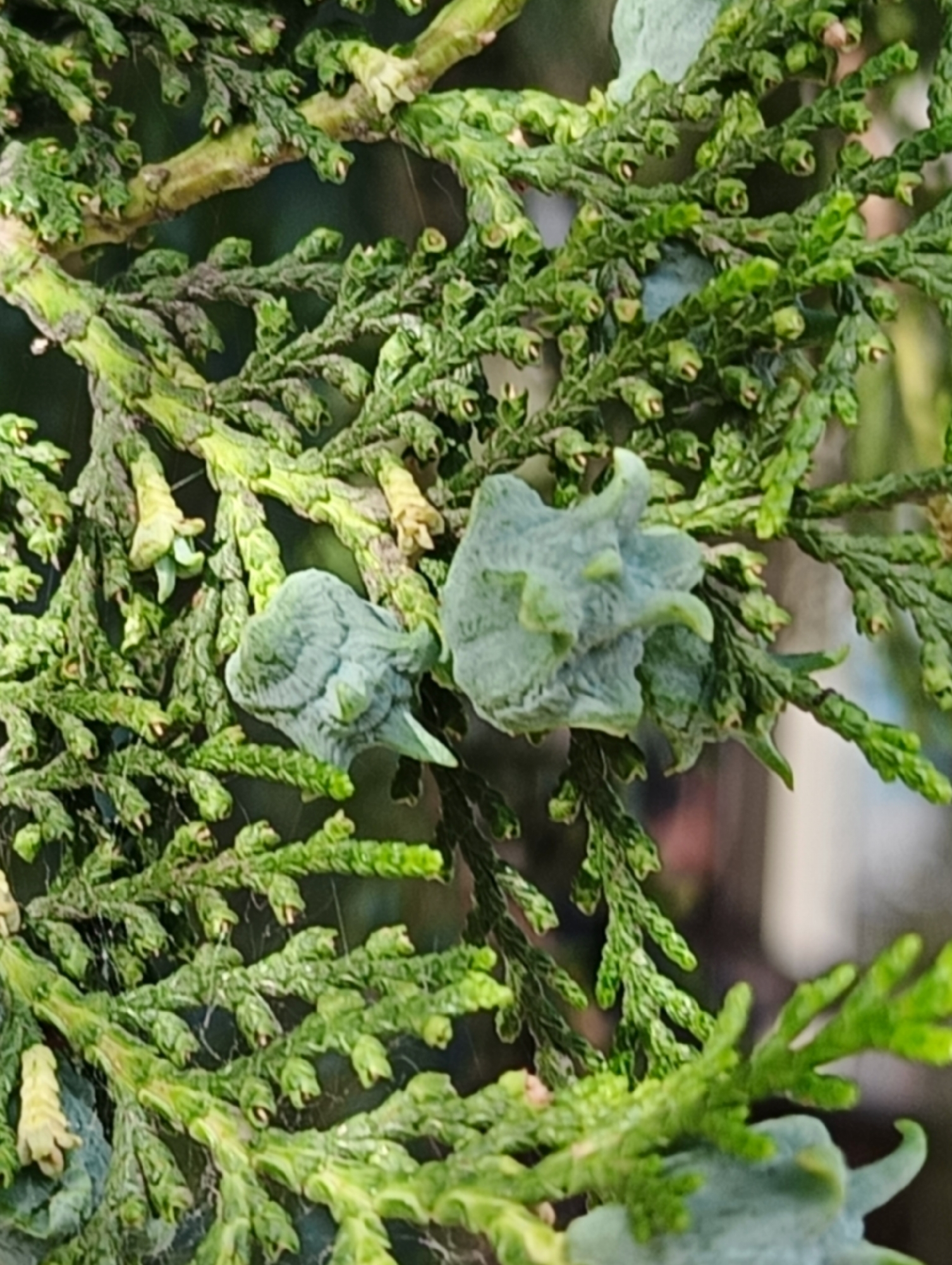 The image captures a close-up view of the foliage of a coniferous plant, likely a cypress or arborvitae, in Odesa, Ukraine. The primary subjects are the plant's dense, scale-like green leaves and several prominent, irregularly shaped structures, which appear to be developing cones or galls.
The branches are covered with tightly packed, vibrant green leaves that create intricate textures. Scattered among the foliage are a few distinct, light blue-green, somewhat waxy-looking growths. These structures are roughly spherical to ovoid with a bumpy or segmented surface, consistent with immature female cones of certain conifer species. Two such structures are prominently featured in the central part of the frame. Smaller, light yellowish-brown bud-like formations are also visible amongst the green leaves.
Some fine, delicate web-like strands, possibly spider silk, are present on a few branches. The background is dark and softly out of focus, emphasizing the detailed foreground and suggesting an outdoor, natural setting. The lighting is soft and even, characteristic of daylight under an overcast sky or in a shaded area. No human subjects, activities, or artificial objects are depicted. There is no visible text in the image.
