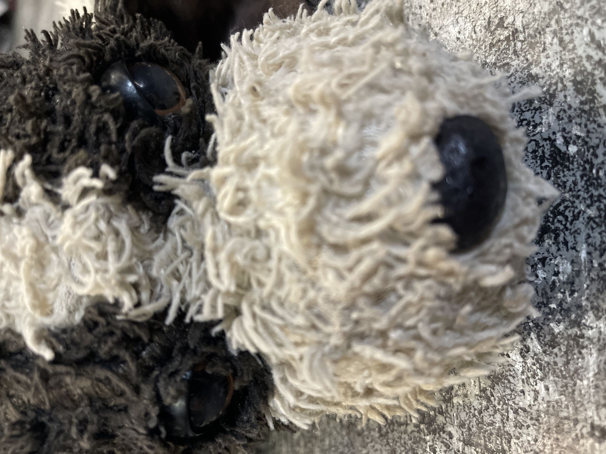 This is a close-up, eye-level photograph of a stuffed toy dog's face. The toy has black and white shaggy fur, with plastic brown eyes and a black plastic nose. The background is a textured, grey surface, possibly a countertop or floor. The image is focused on the dog's face, with the background slightly blurred. There are no people present, and no actions or interactions are depicted. The setting is not identifiable as being in Bluewater, Canada.