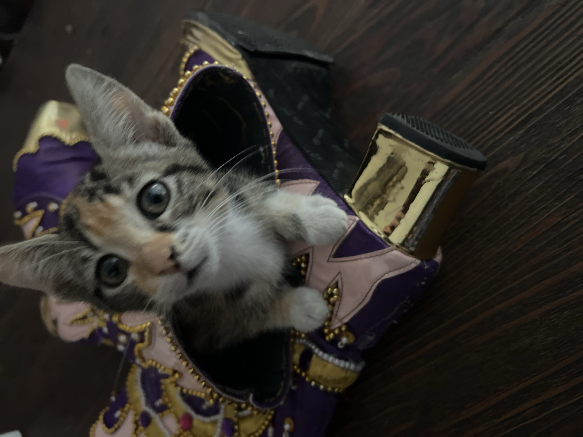 A close-up, slightly angled photograph depicts a kitten nestled inside a decorated, high-heeled shoe. The kitten has a light-colored face with tabby markings on its head and white paws resting on the shoe's opening. The shoe is predominantly purple with gold accents and embellishments. The heel is gold-colored, and the sole is black. The background consists of a dark brown, possibly wooden, surface. The location in the city of Arica, Chile is not discernable from the image.