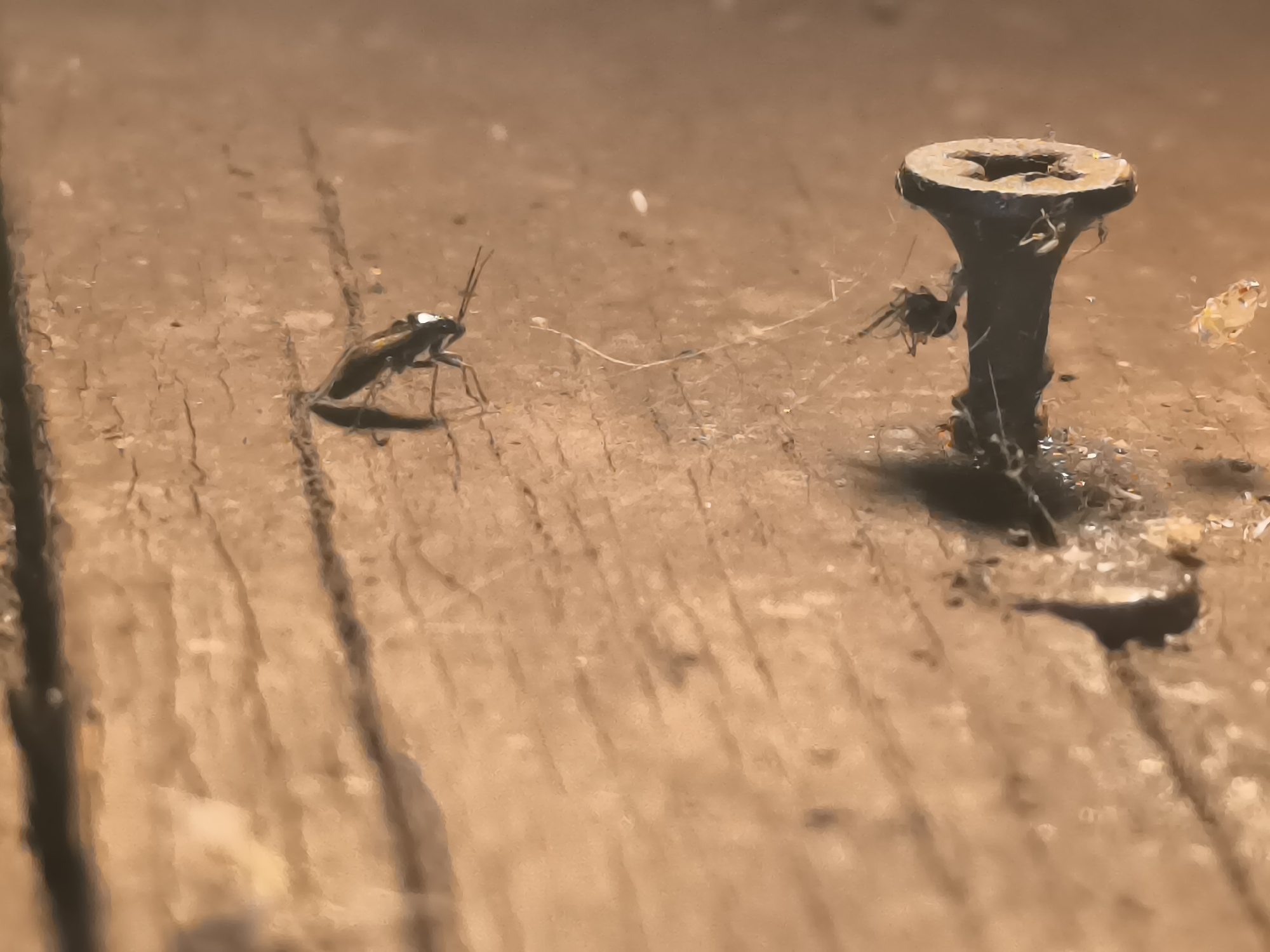 In Кашино, Russia, an extreme close-up photograph captures a weathered, light brown wooden surface with visible grain and texture. On the surface, a dark, metallic screw is partially embedded. Delicate strands of spiderweb are visible, particularly around the screw. A small, dark insect with long antennae is positioned to the left of the screw, facing towards it. To the right of the screw, a small spider is visible, entangled in the web near the base of the screw. Another small, lighter-colored insect is partially visible in the upper right quadrant of the image, also near the screw and web. The lighting suggests an outdoor environment, possibly an exterior wooden structure.