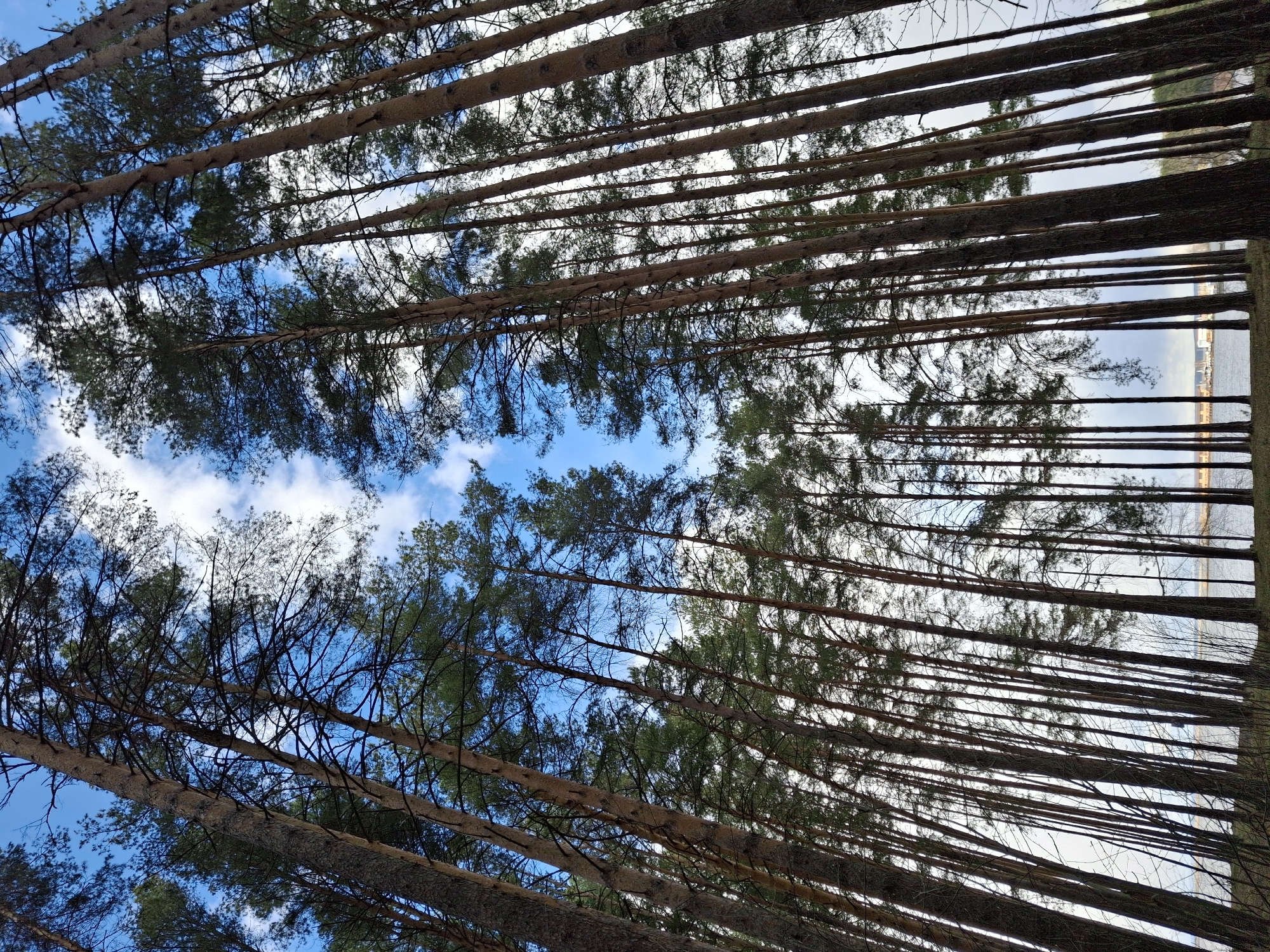 The image presents an upward view through a dense forest of tall, slender pine trees in Chaikovsky, Russia. Numerous dark, straight tree trunks rise vertically, creating a natural framework against the sky. The perspective is from ground level, looking up through the tree canopy. Green pine needles and tangled branches are visible against the backdrop of a bright blue sky, which is interspersed with white, fluffy clouds. The dense arrangement of trees casts shadows and forms intricate patterns overhead. In the far distance on the right side, through the gaps in the trees, a body of water, likely a river or lake, and a distant shoreline with faint architectural structures can be observed. The scene is illuminated by daylight, indicating clear and bright weather conditions. There are no people, objects, activities, or visible text within the frame, emphasizing the natural landscape. The image evokes a sense of peace and the vastness of the forest environment.
