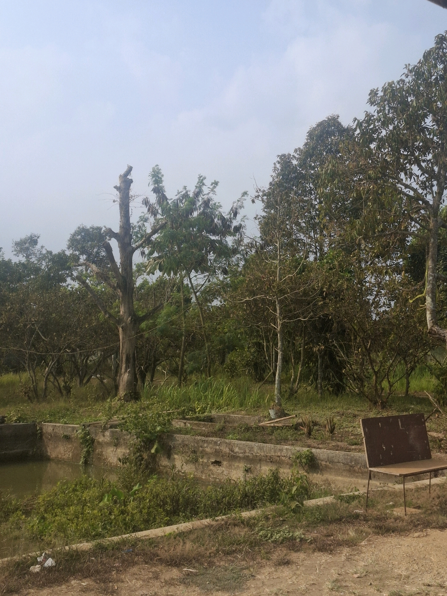 The image depicts an outdoor scene with a focus on vegetation and a water feature. In the foreground, a dirt path transitions to overgrown grass and a concrete structure that appears to be a water channel or pond edge. This concrete structure is partially obscured by lush green vegetation. To the right of the concrete structure, a simple metal bench with a wooden seat and backrest is visible, placed on the grassy area.
The midground is dominated by dense foliage and trees of various sizes. A prominent, thick tree trunk with a gnarled appearance and broken branches stands near the center of the image, surrounded by smaller trees and shrubs. The sky above is pale blue with some scattered white clouds. The overall impression is a somewhat wild or untamed natural environment. The location of Ciheulang Tonggoh, Indonesia, suggests a tropical or subtropical climate, which is consistent with the abundant greenery. There are no people visible in the image.