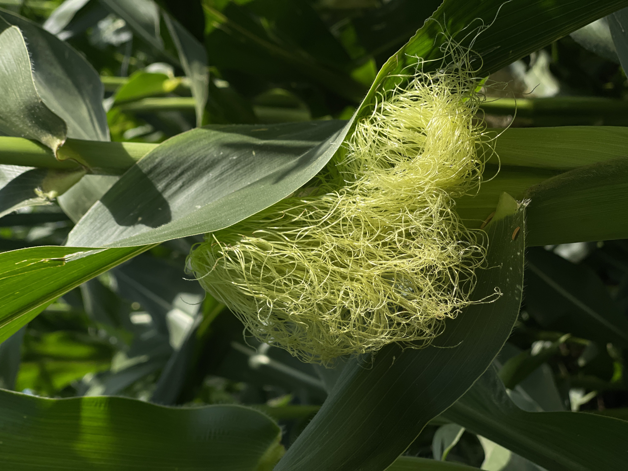 This is a close-up, eye-level, outdoor shot of corn silks on a corn stalk. The corn silks are a bright yellow-green and are densely packed, forming a fluffy mass. The surrounding corn leaves are a deep green and appear healthy. The lighting suggests it is daytime, with sunlight casting shadows on the leaves. The image is in sharp focus on the silks and a portion of the stalk and leaves, with the background softly blurred, indicating a shallow depth of field. The scene depicts a natural element of agricultural growth. The location is confirmed as Perevoznoe, Russia.